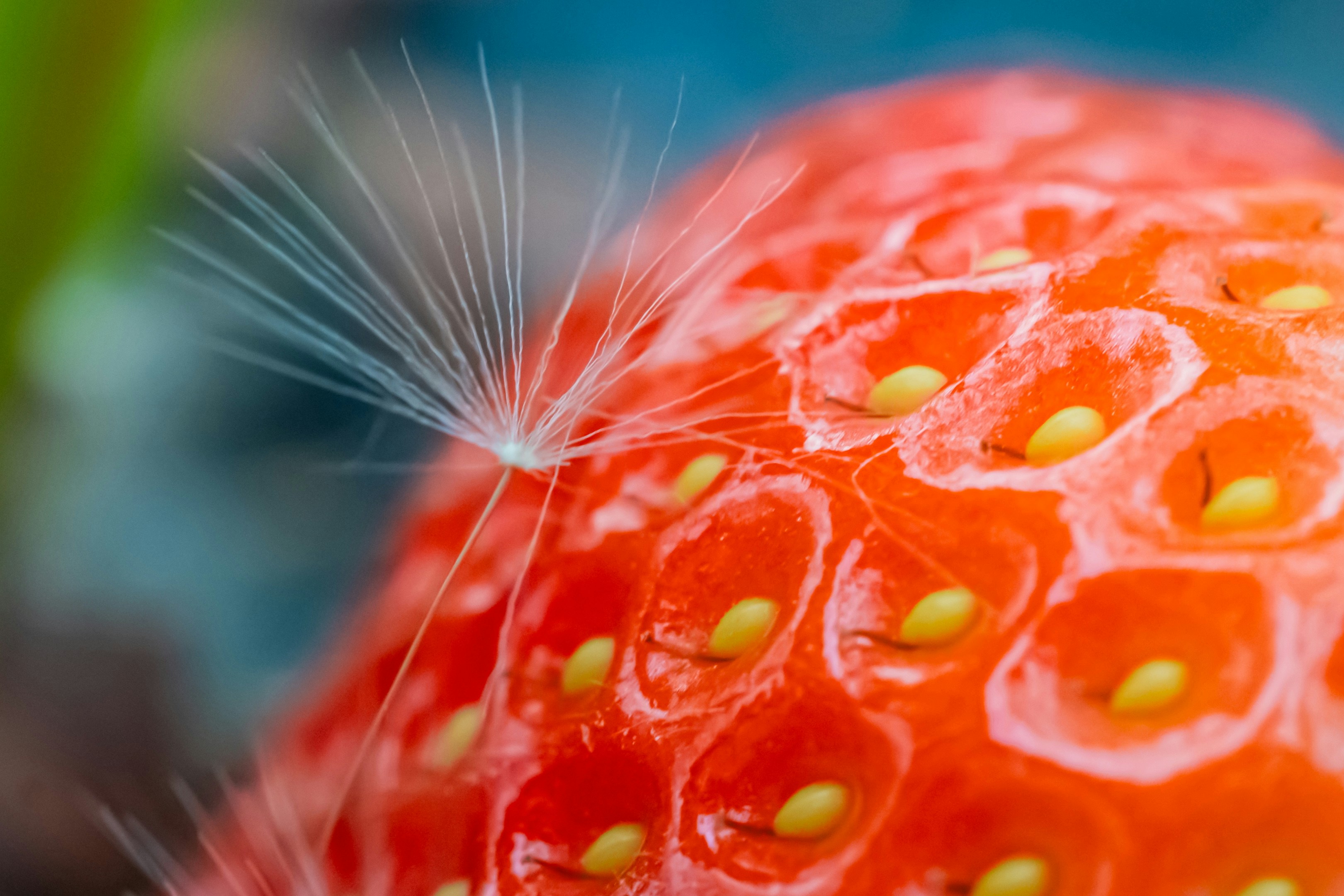 A strawberry seed caught a delicate dandelion fluff.