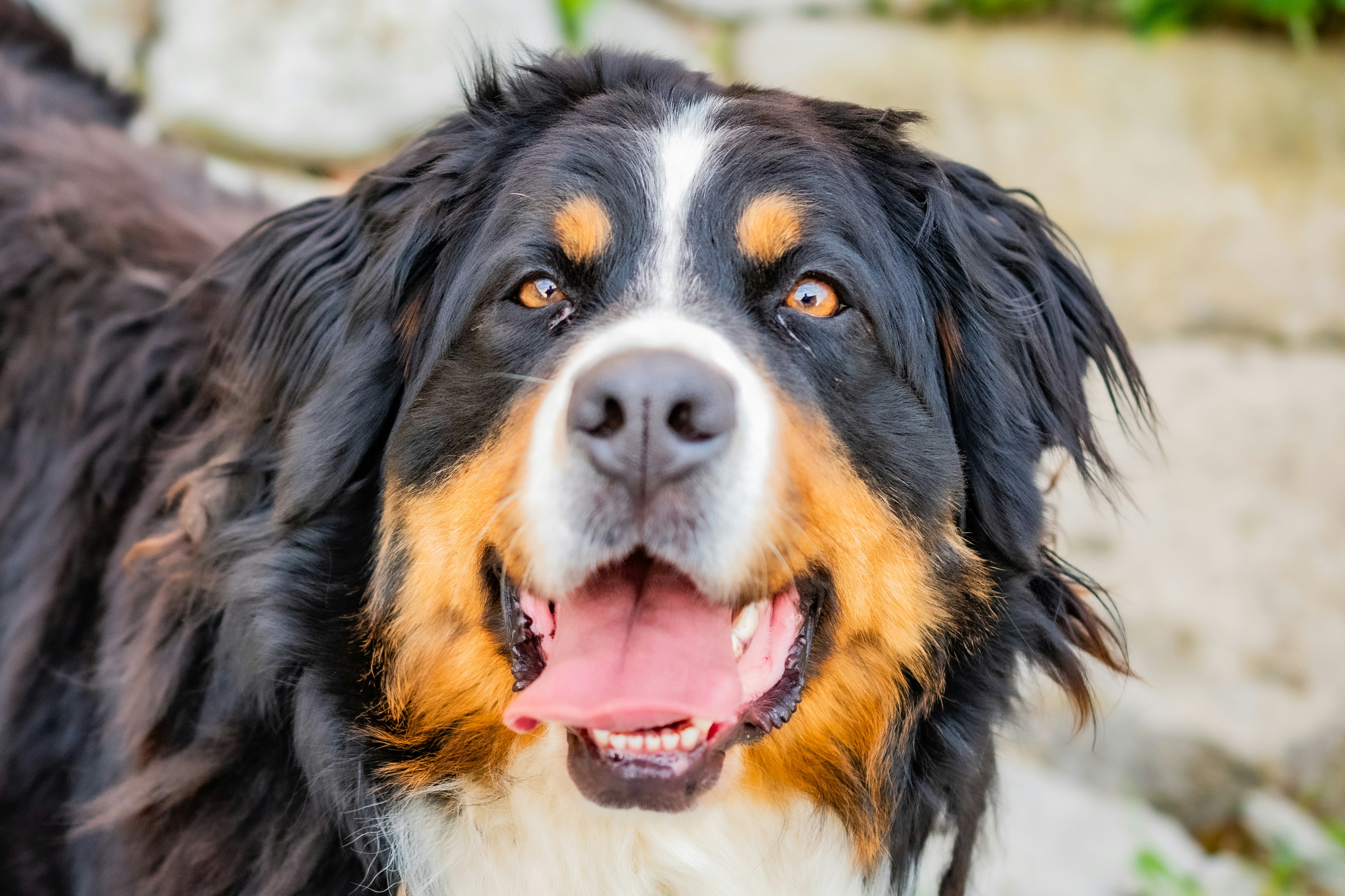 Buy famous collies Shop, image size:3000x2000