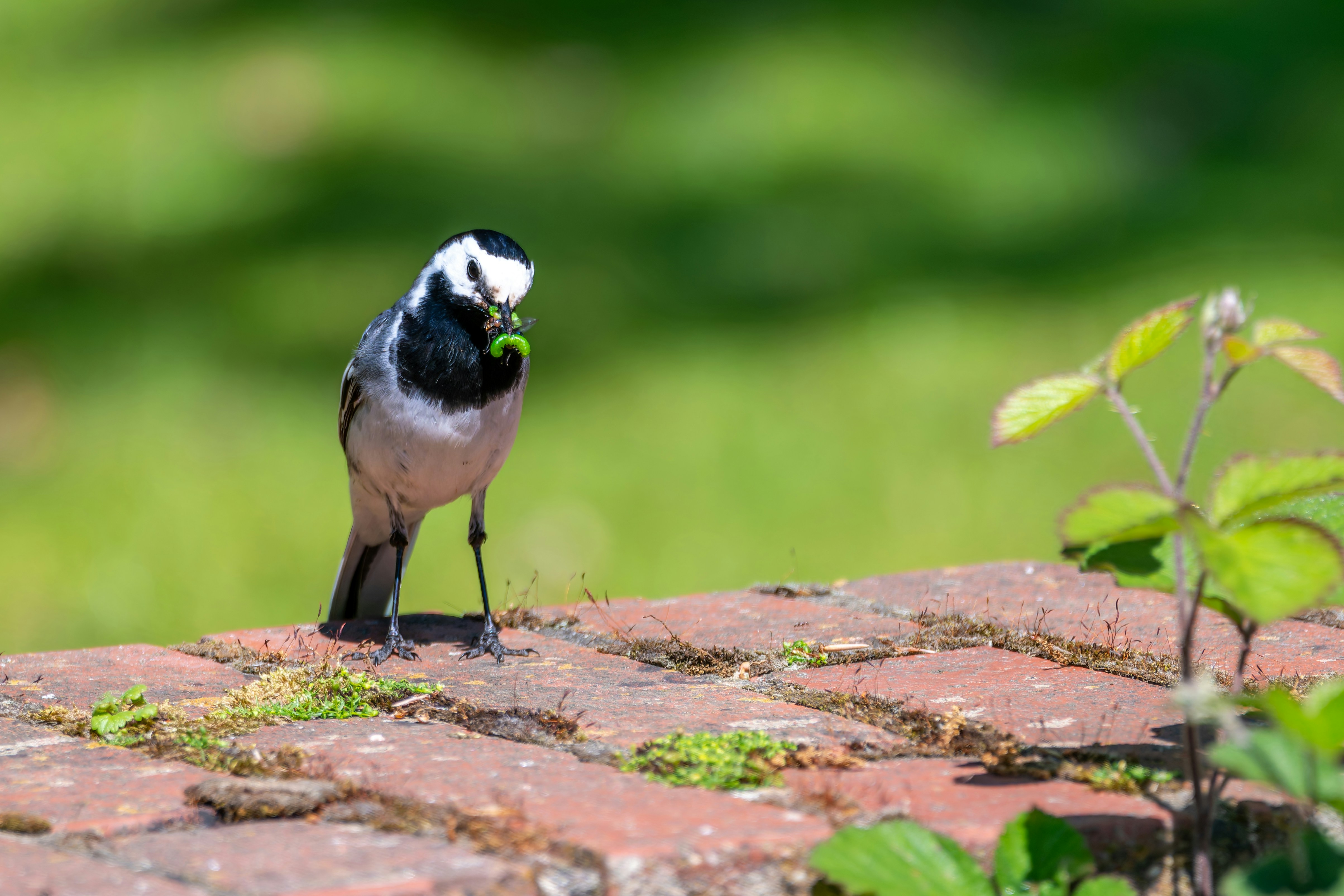 9 Bird Feeding Tips for Reducing Garden Disturbance