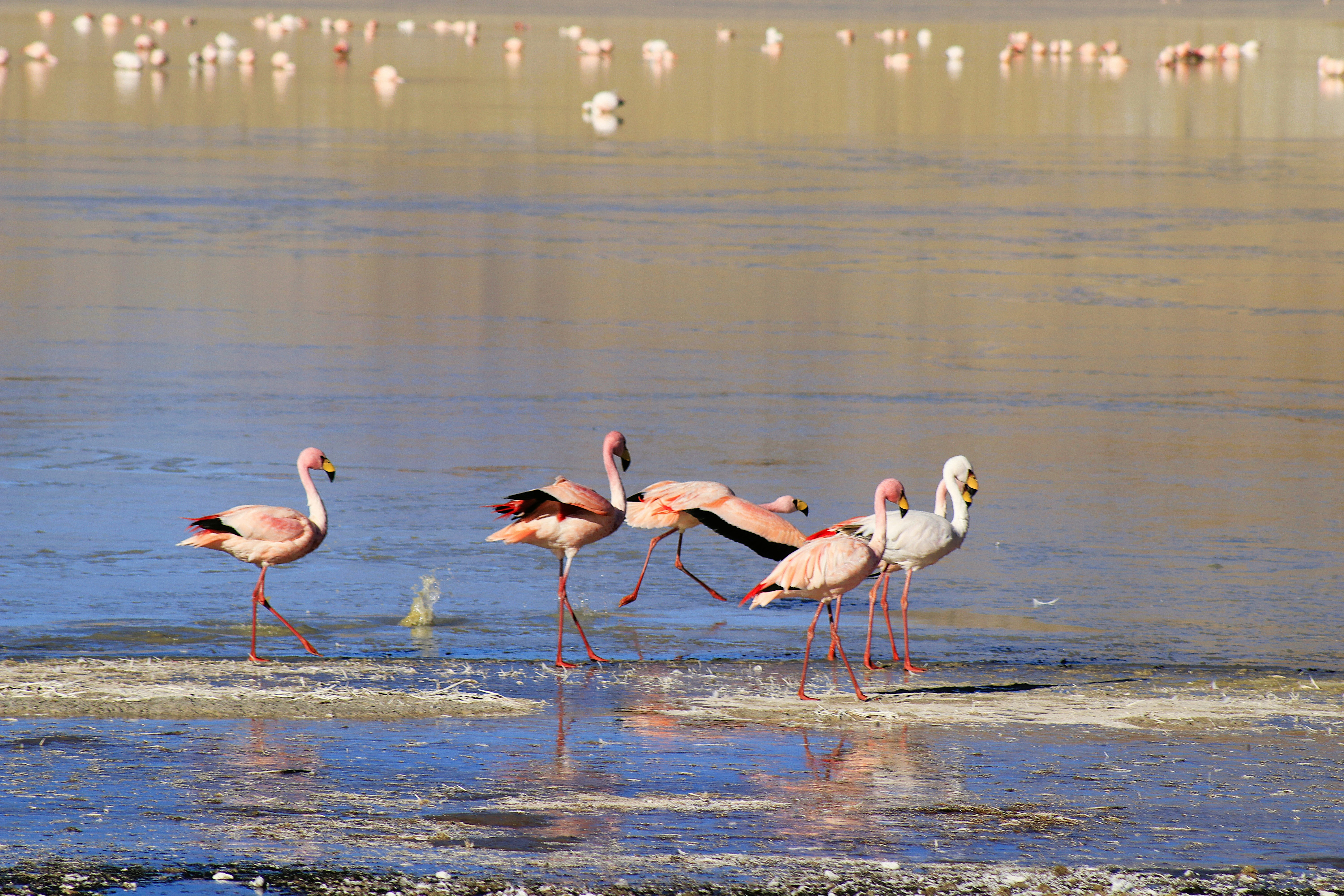Lake Magadi