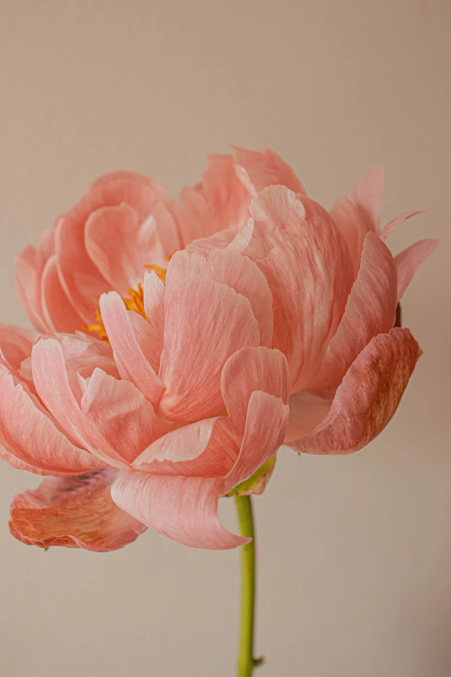 햇살 아래 활짝 핀 분홍빛 피오니 꽃밭 &mdash; 미스 디올 블루밍 부케의 봄 분위기