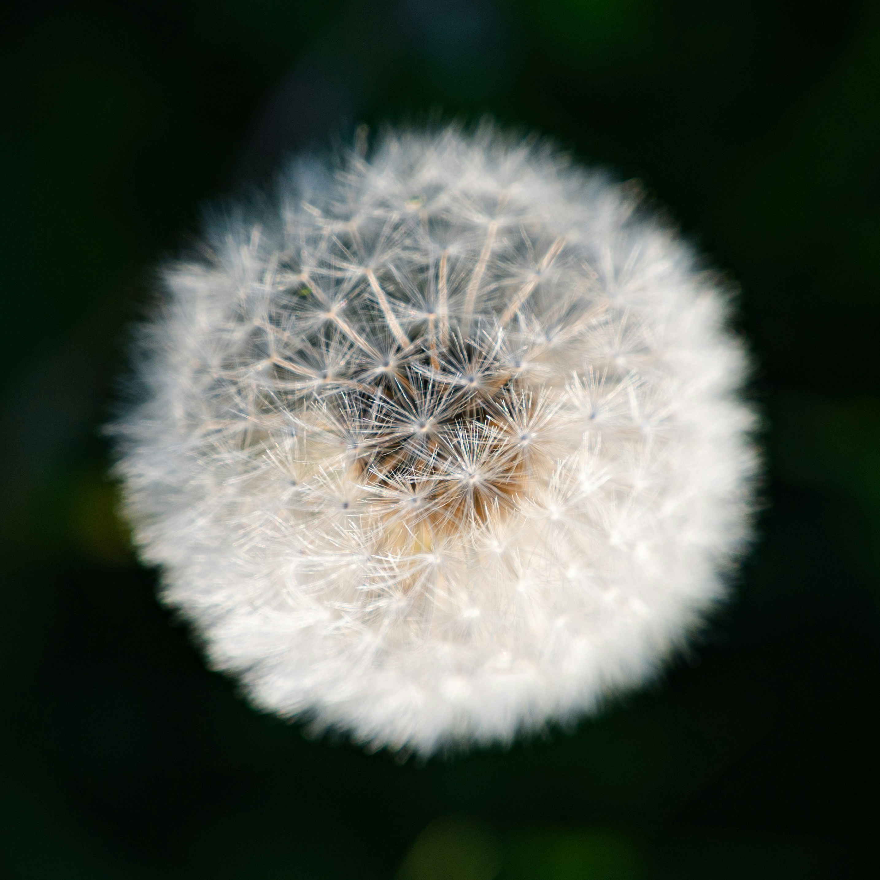 Photo by luca_severin