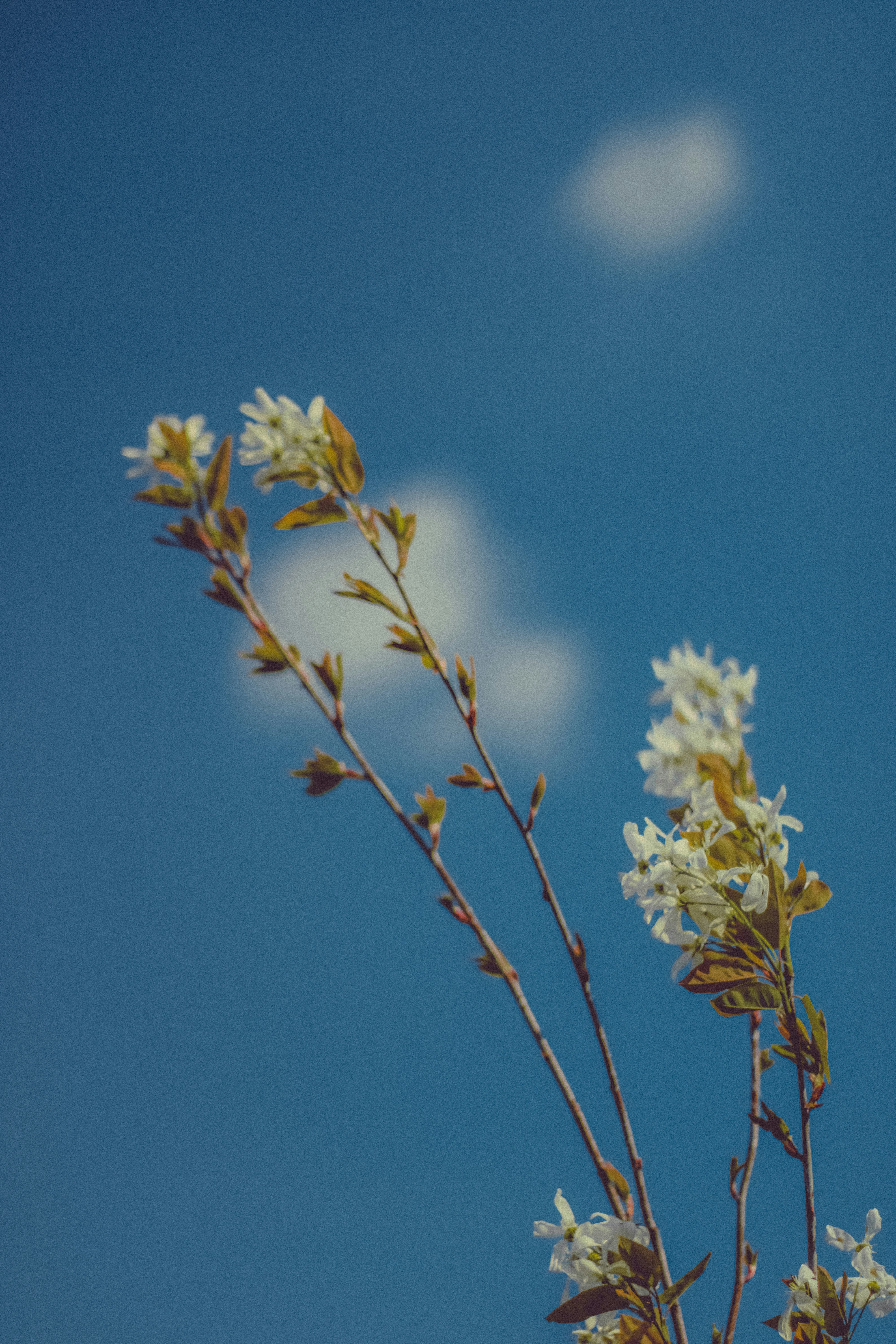 Photo by linusbelanger