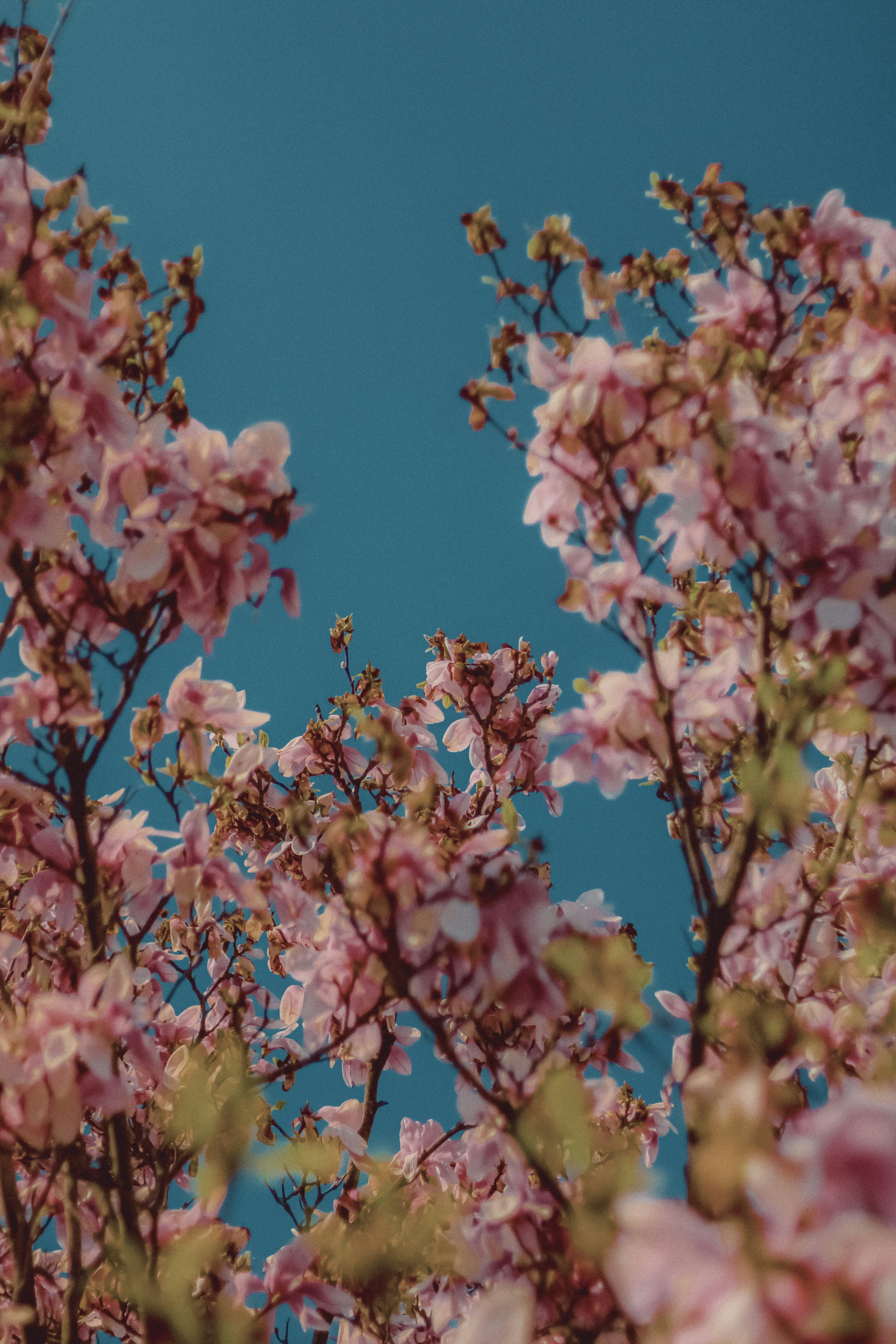 Photo by linusbelanger