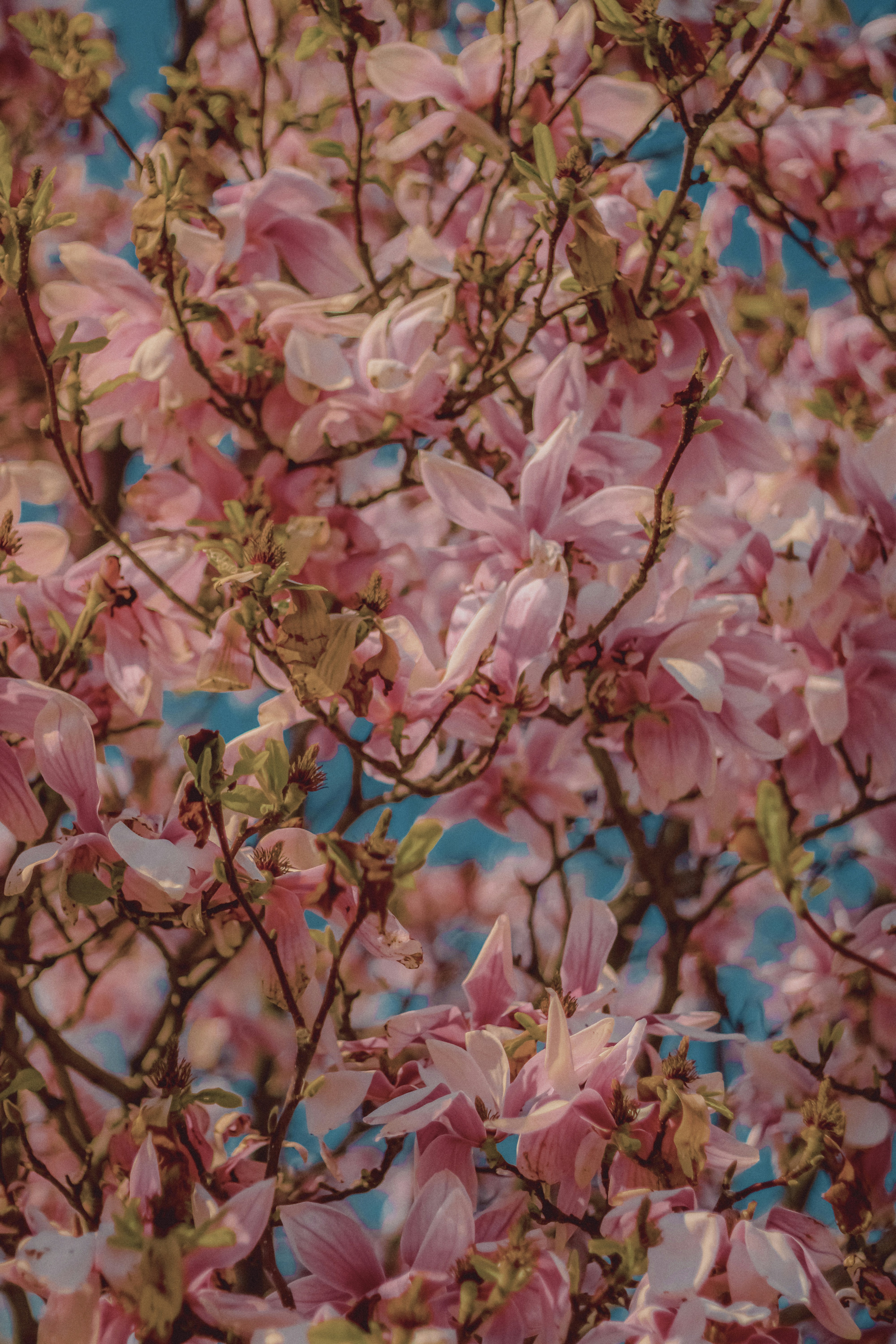 Photo by linusbelanger