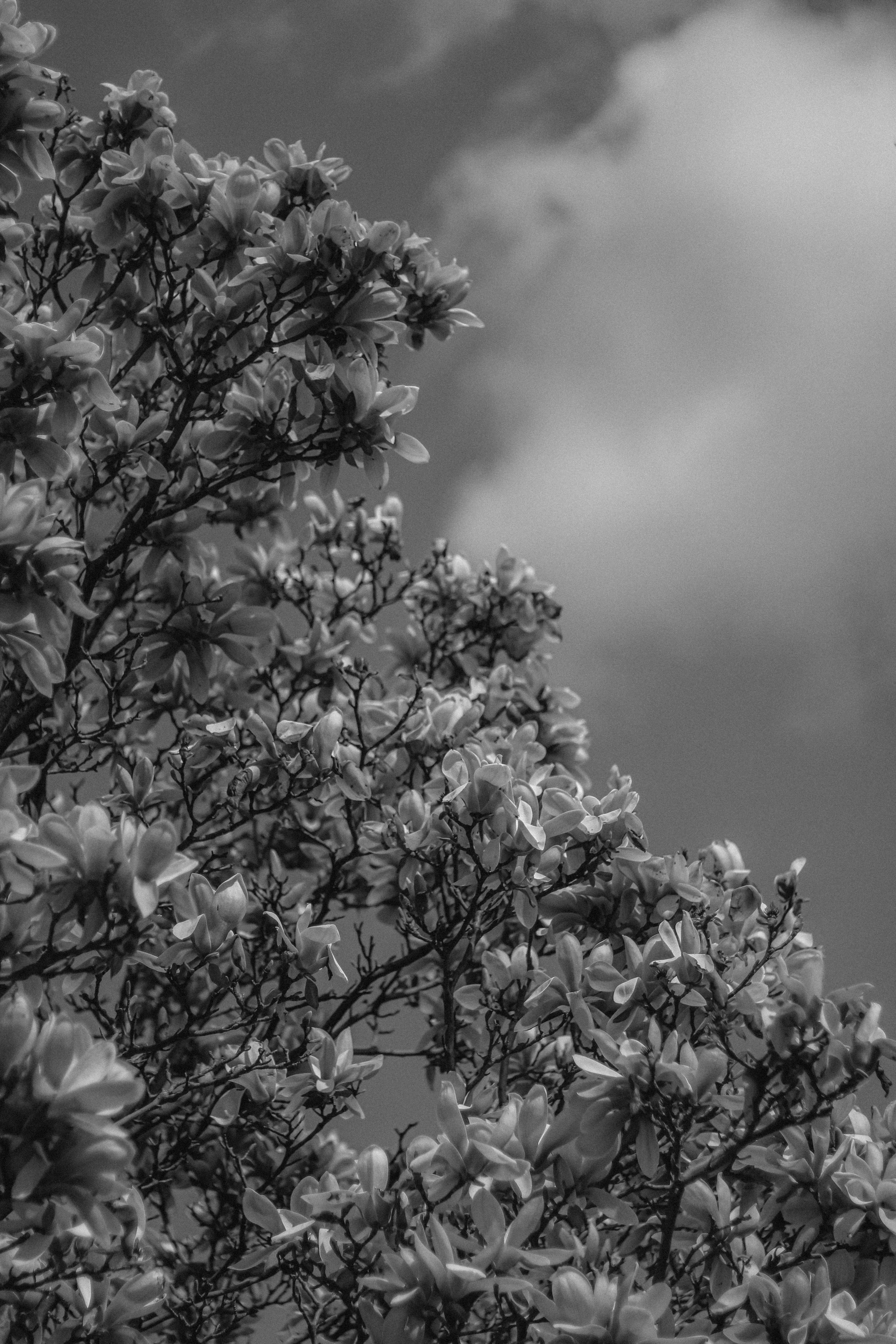 Photo by linusbelanger