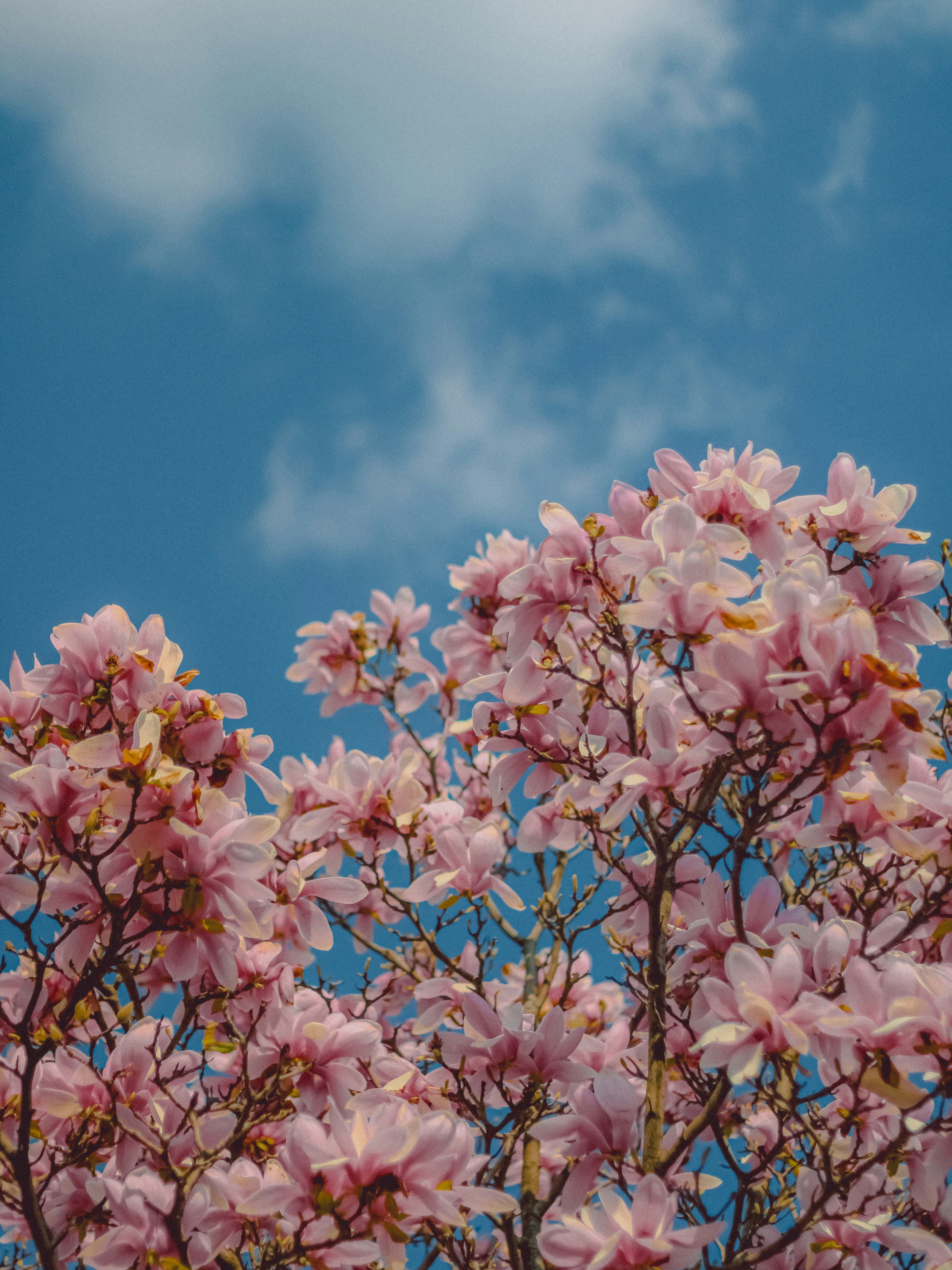 Photo by linusbelanger