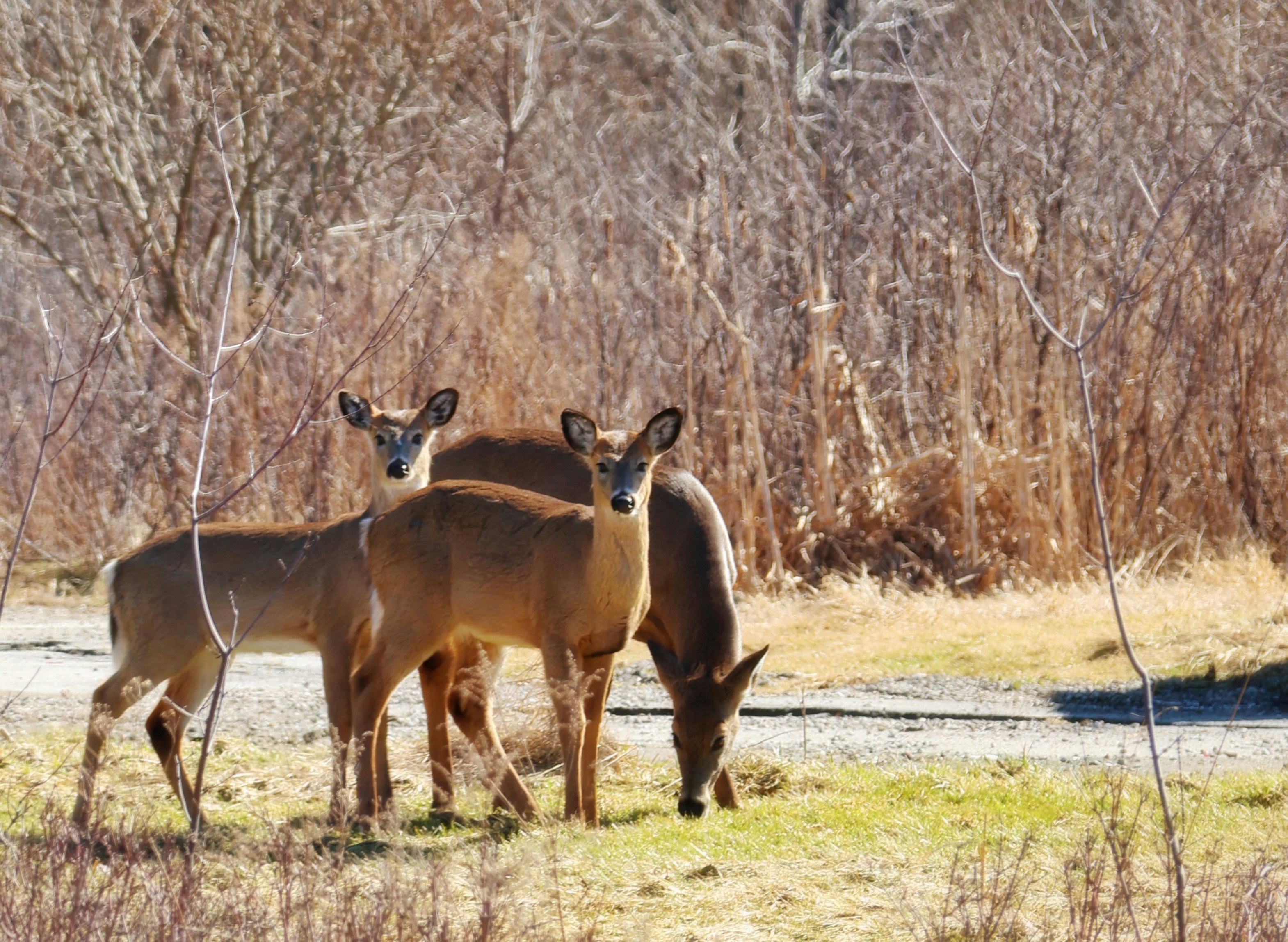 Photo by princeprajapati