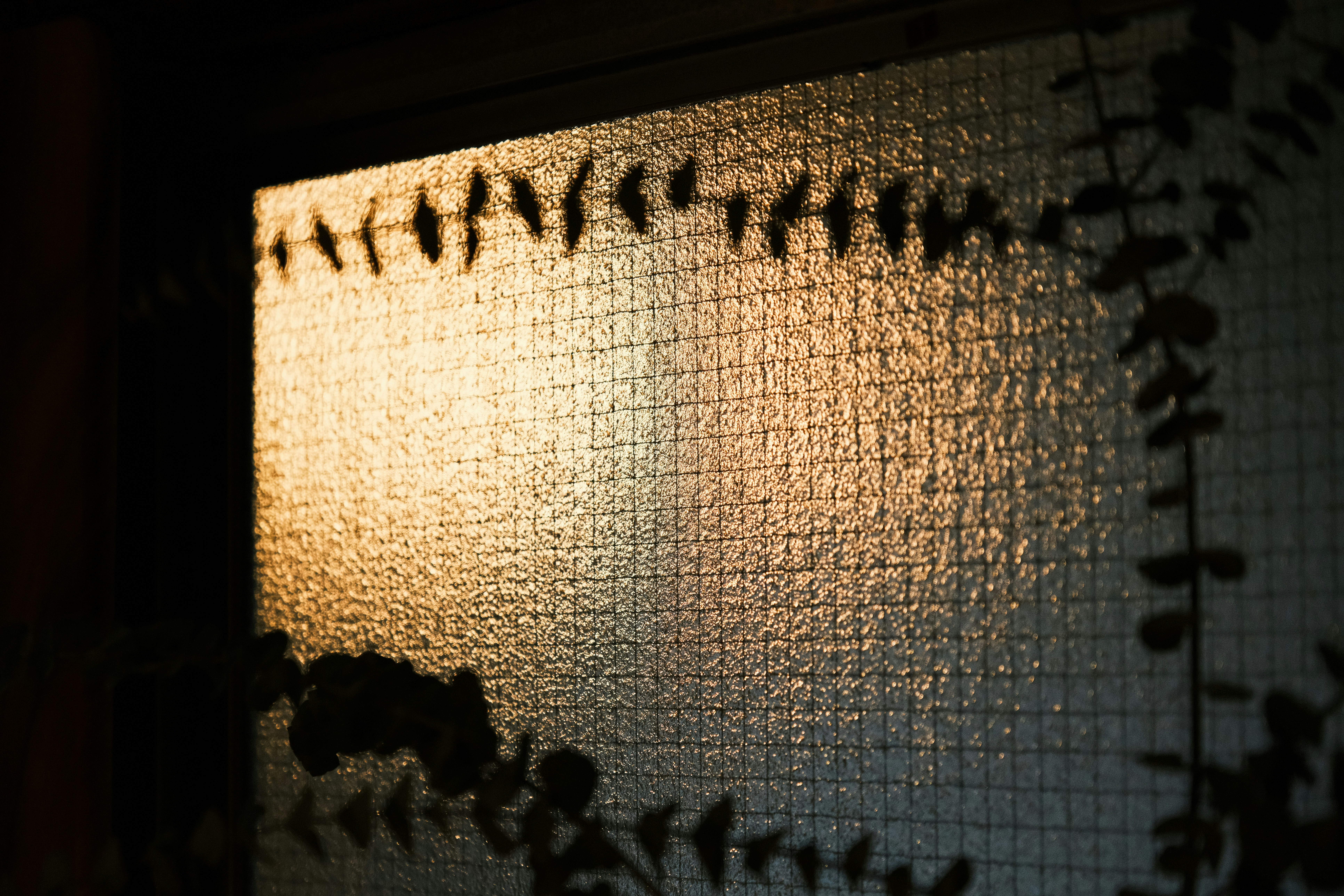 tropical mosquito wallpaper, wallpaper, Chikungunya Apakah Menular? Penjelasan & Pencegahan 5