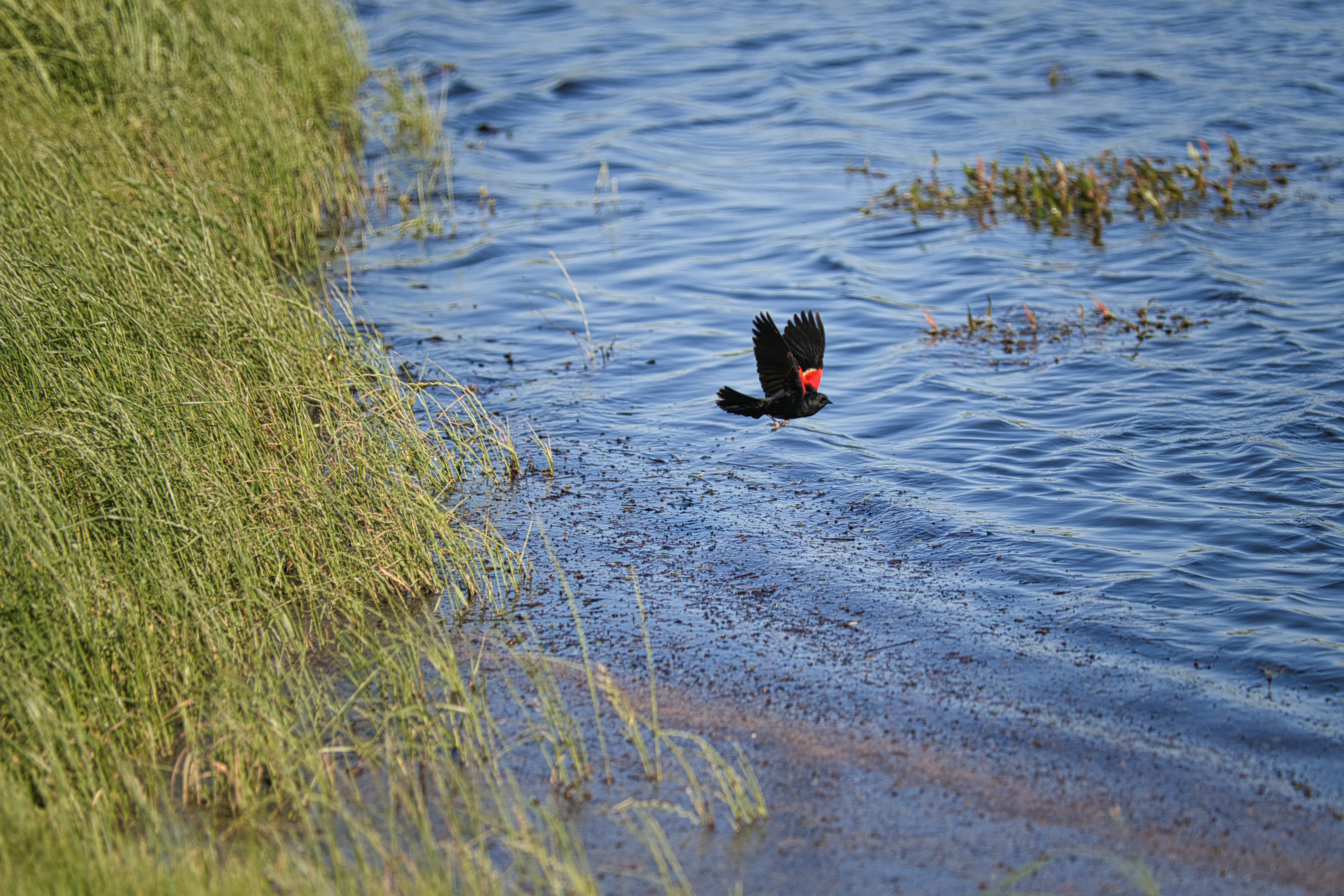 A bird flies over the water.