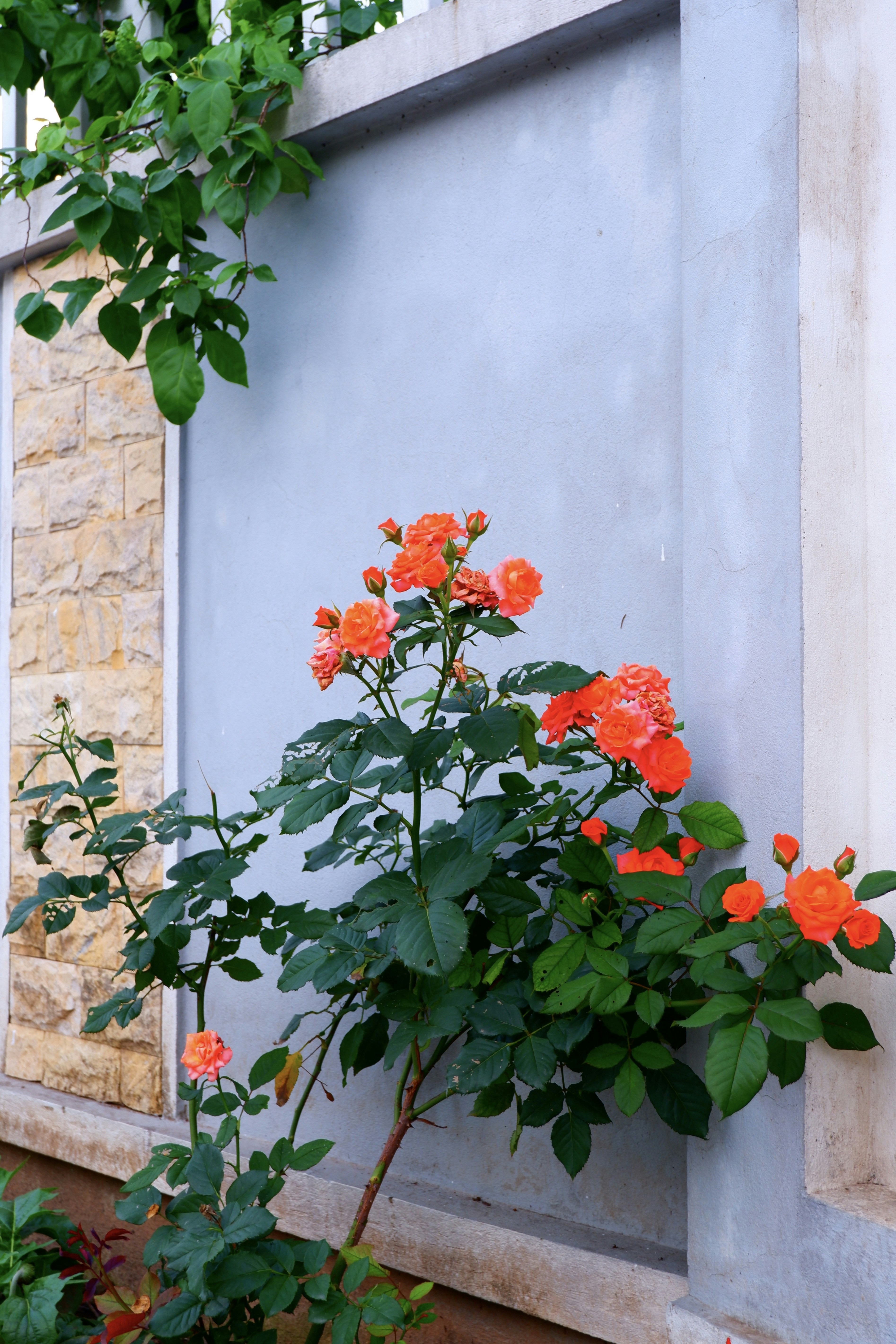 Orangefarbene Rosen blühen vor einer strukturierten Wand.