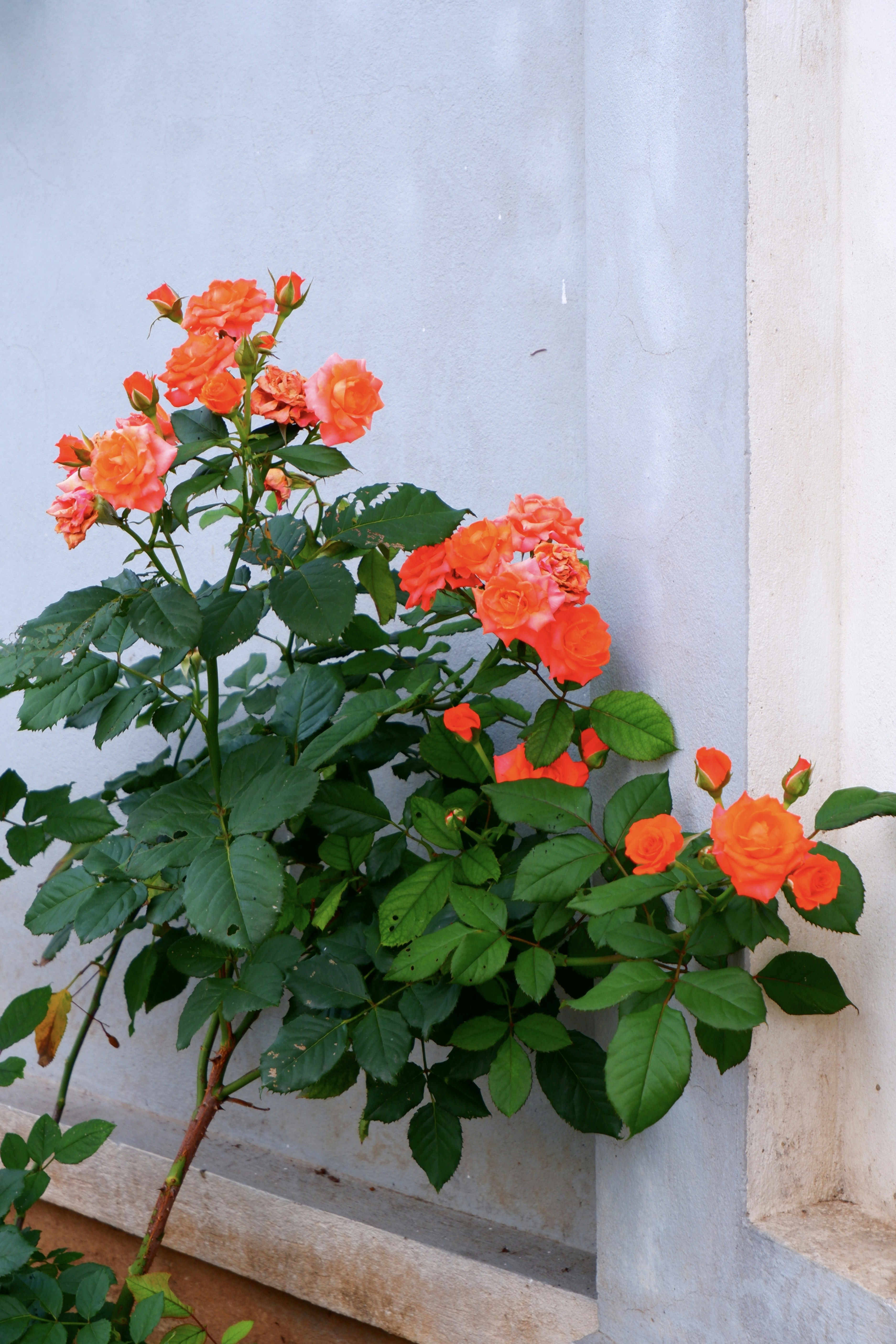 Leuchtend orangefarbene Rosen blühen vor einer weißen Wand.