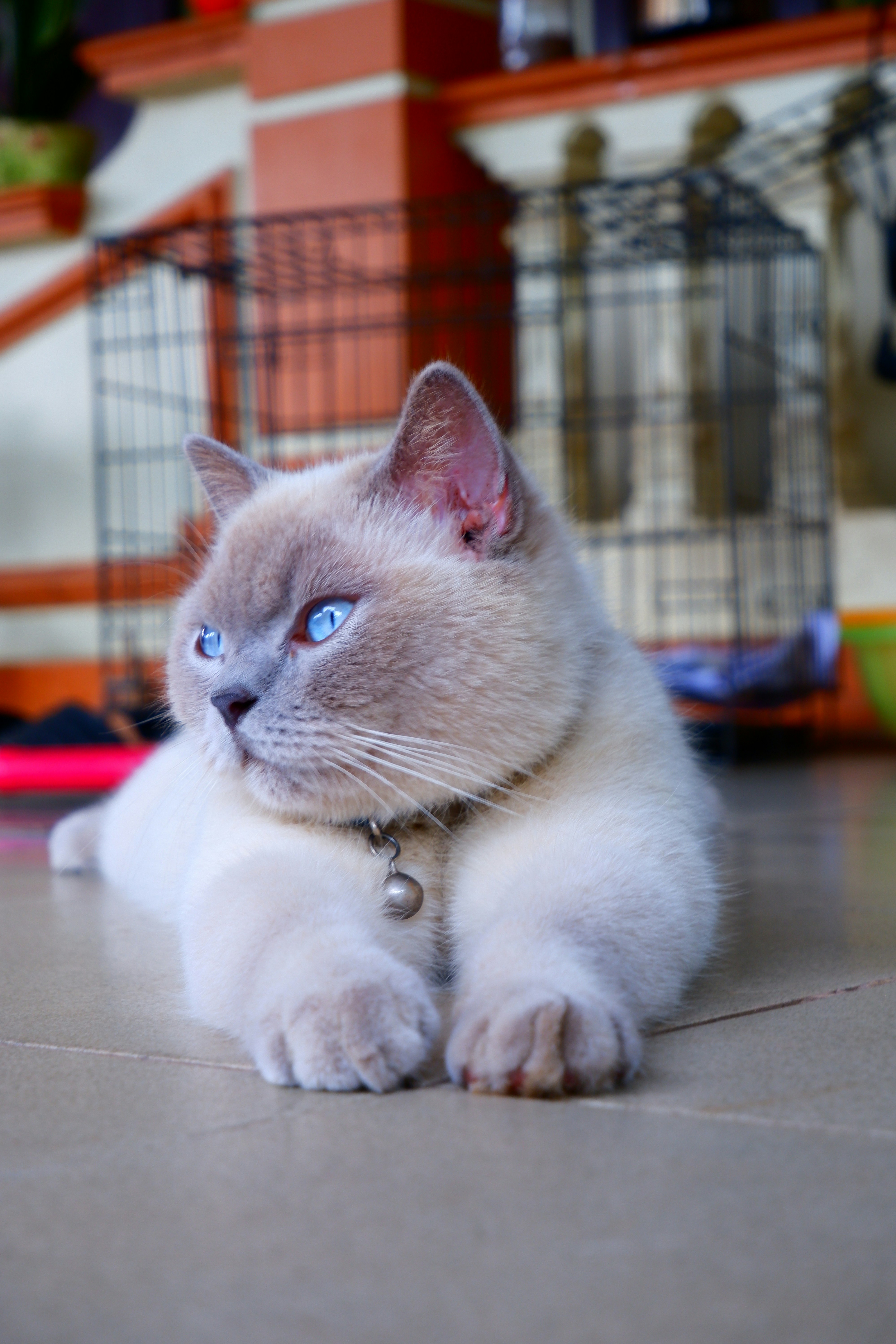 Eine wunderschöne Katze schaut mit atemberaubenden blauen Augen.