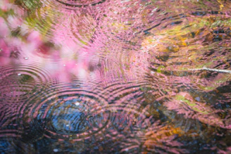 Ripples in water reflect pink flowers.