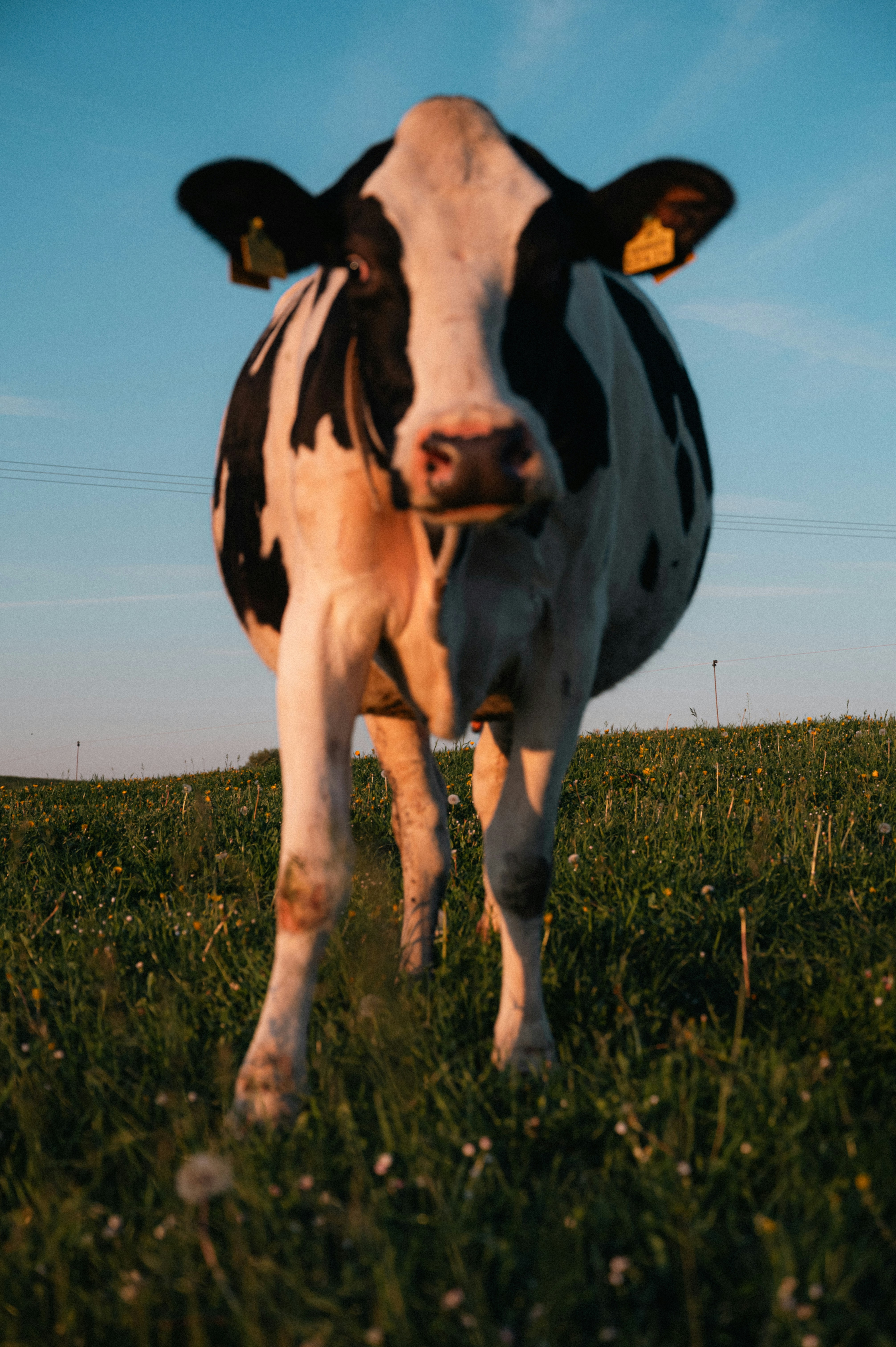 Photo by luca_severin