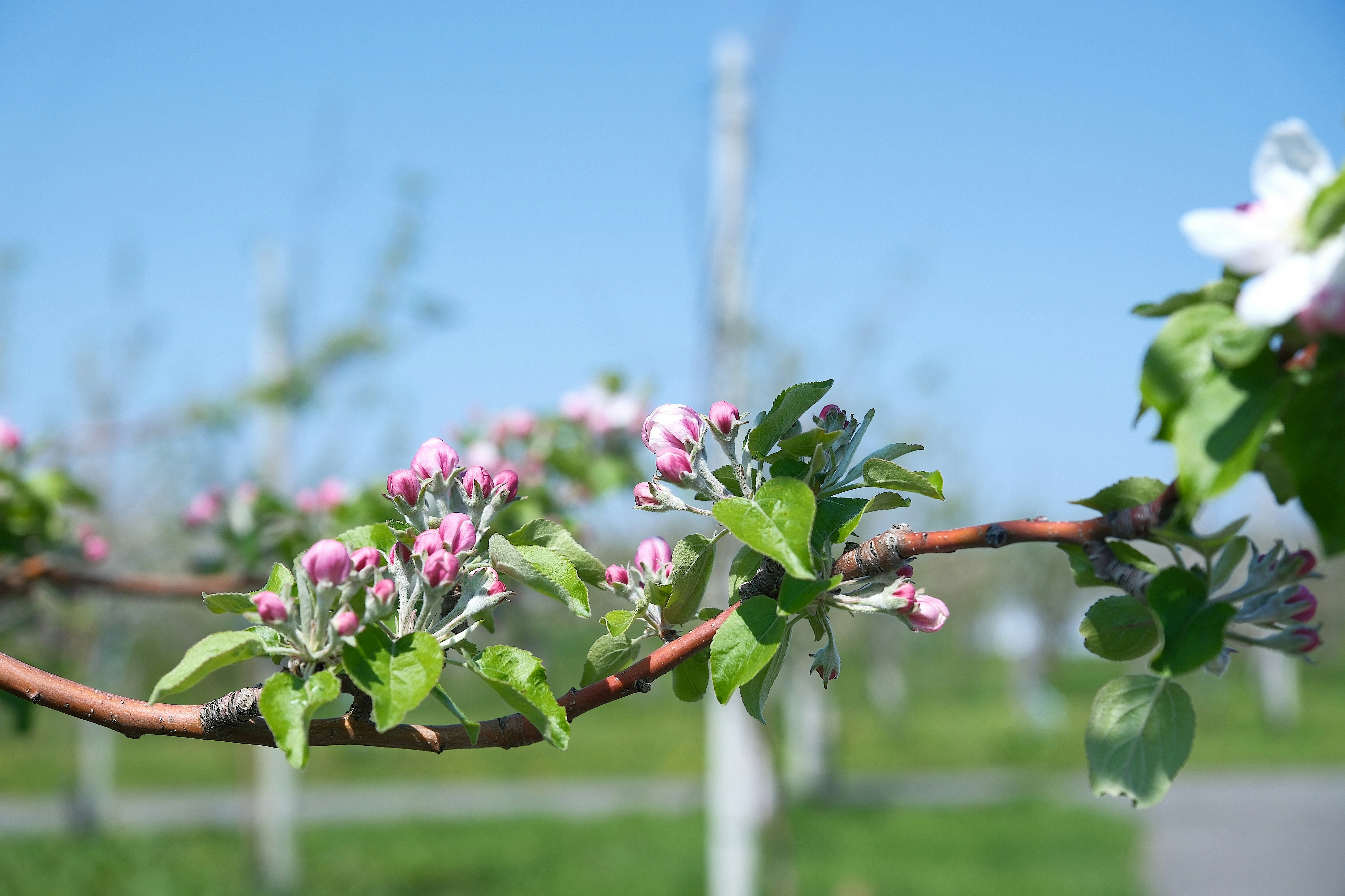 Apple blossoms bloom against a bright blue sky.