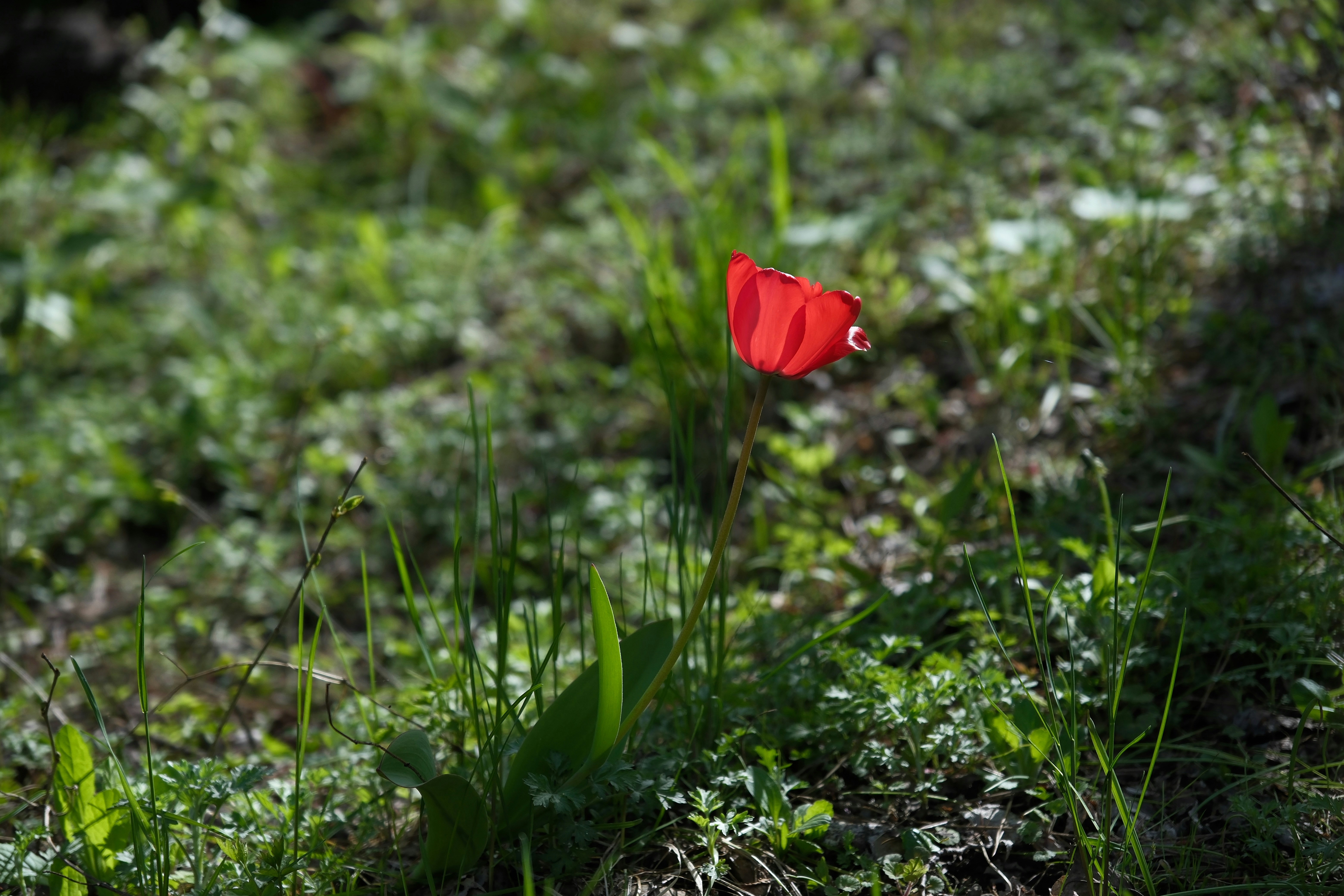 A red butterfly sits on a small plant.