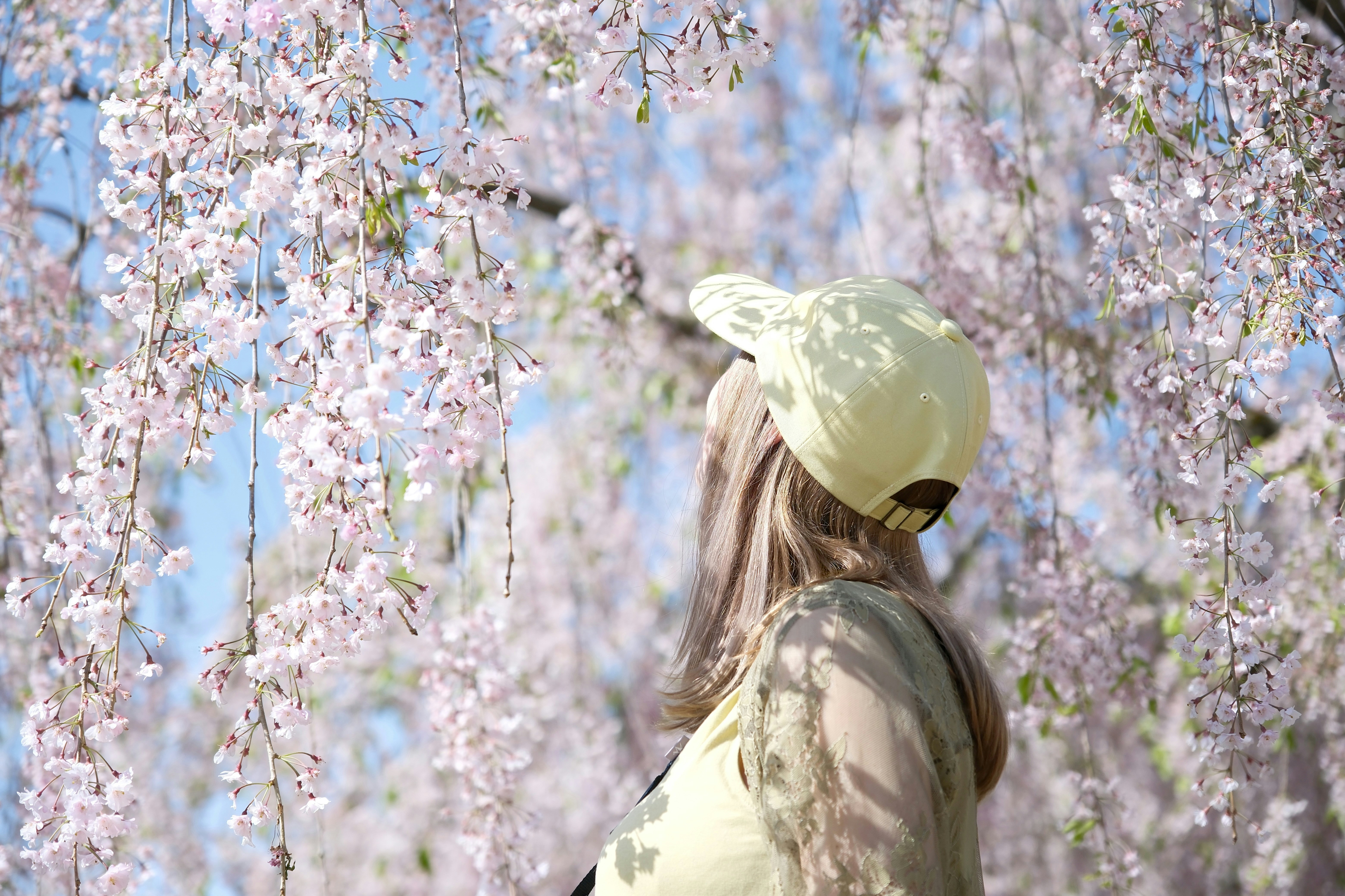 A person admires cherry blossoms under a blue sky.
