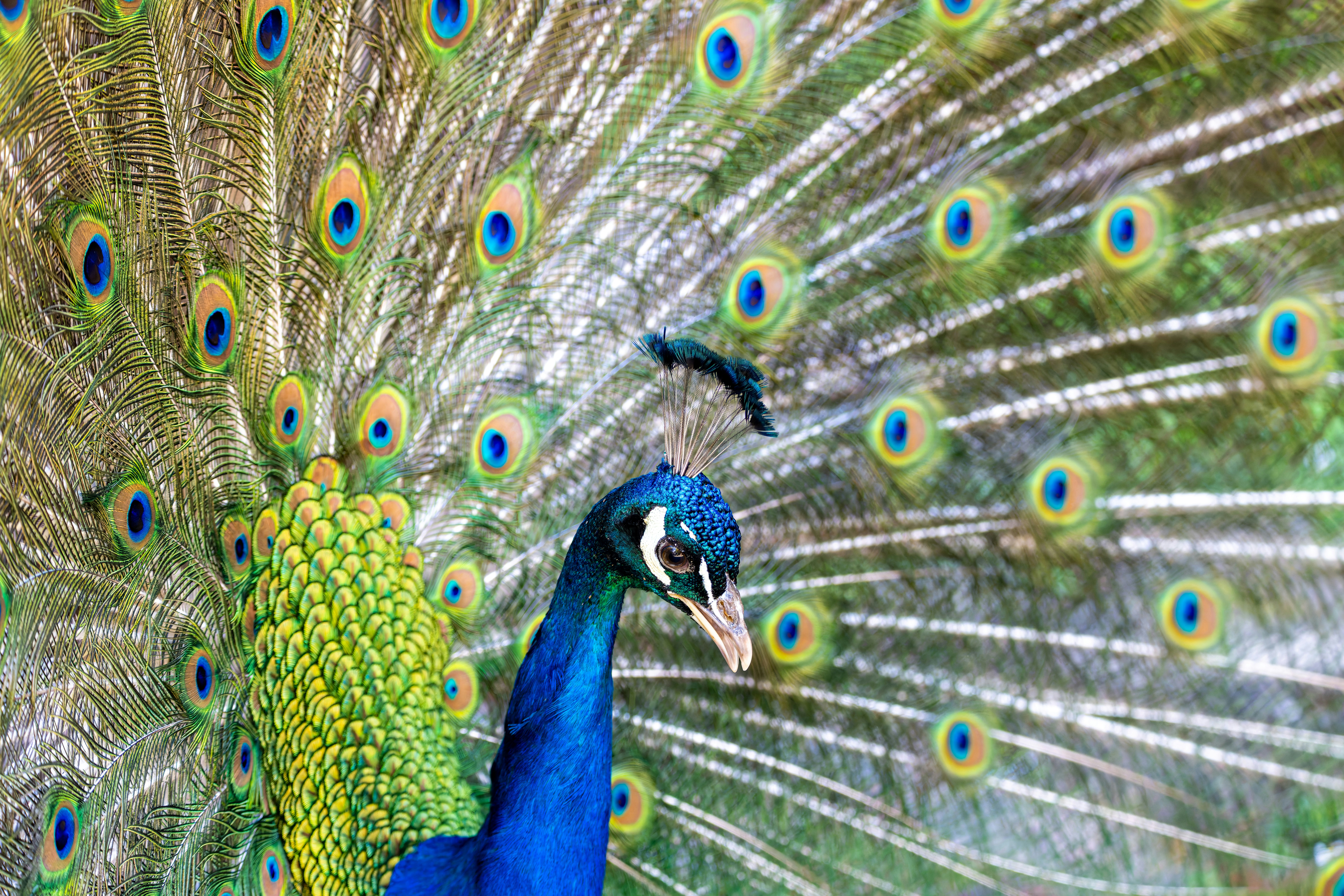 Photo by siegfriedpoepperl