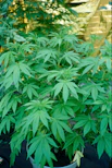 A marijuana plant is thriving in a pot.