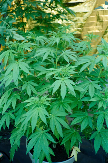 A marijuana plant is thriving in a pot.