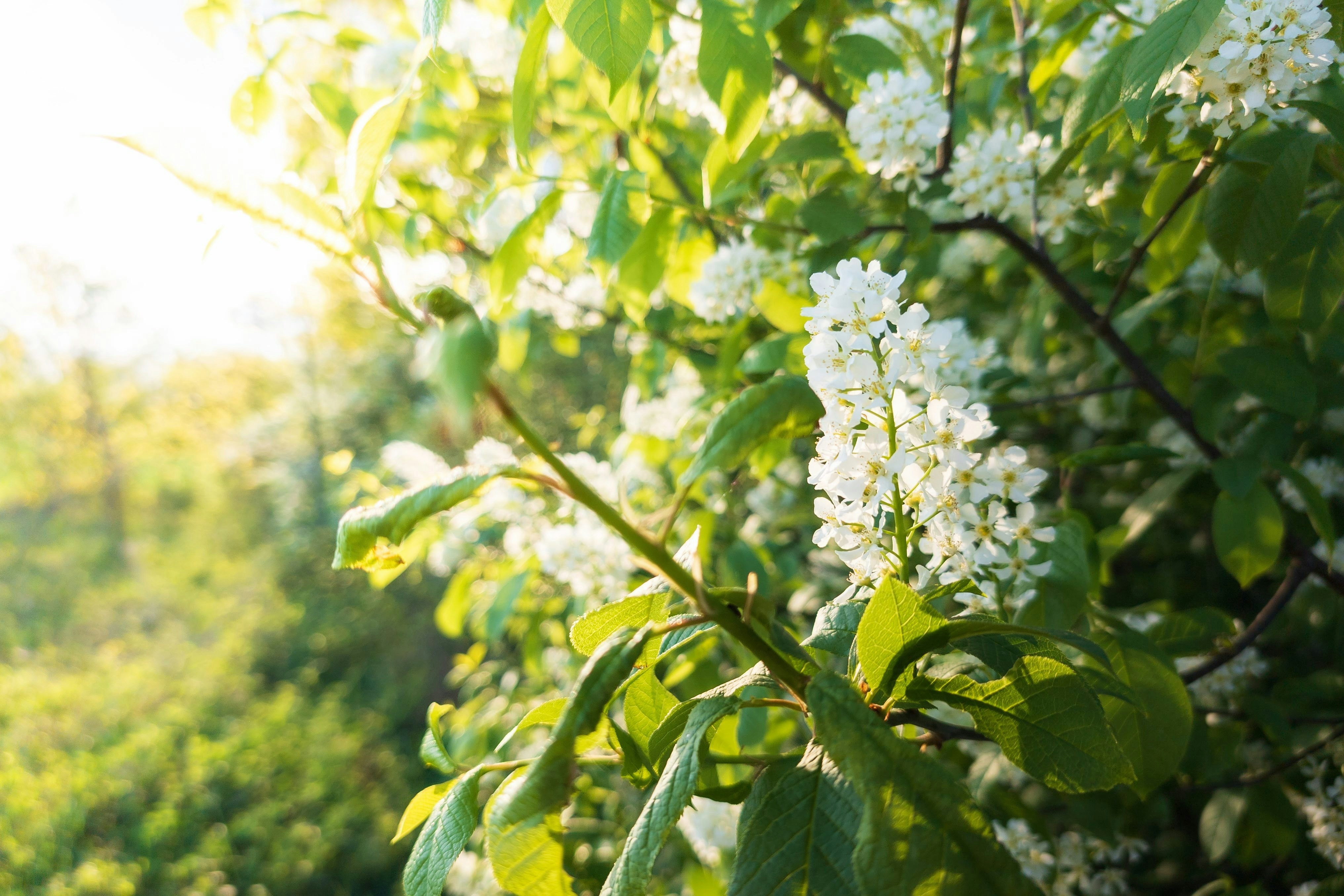 White blossoms in the sunshine.