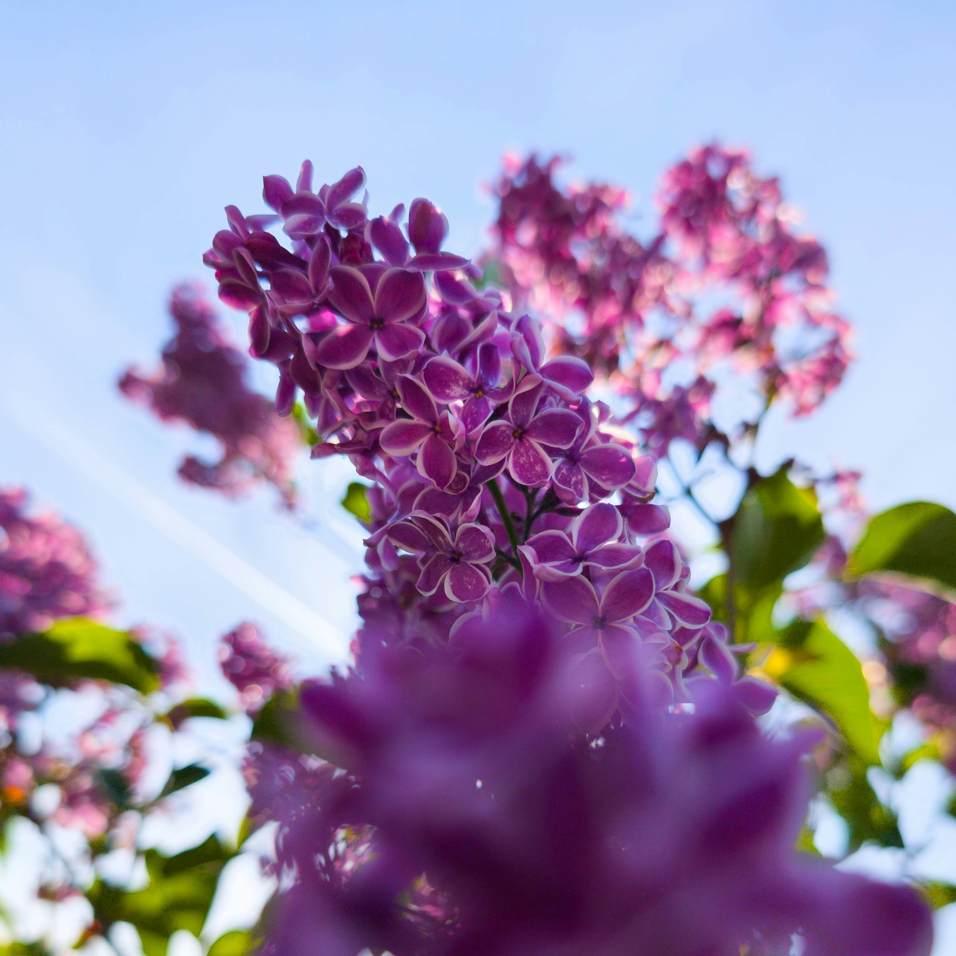 Purple lilacs bloom against a blue sky.