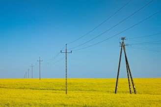 Power lines cross a field of yellow flowers.