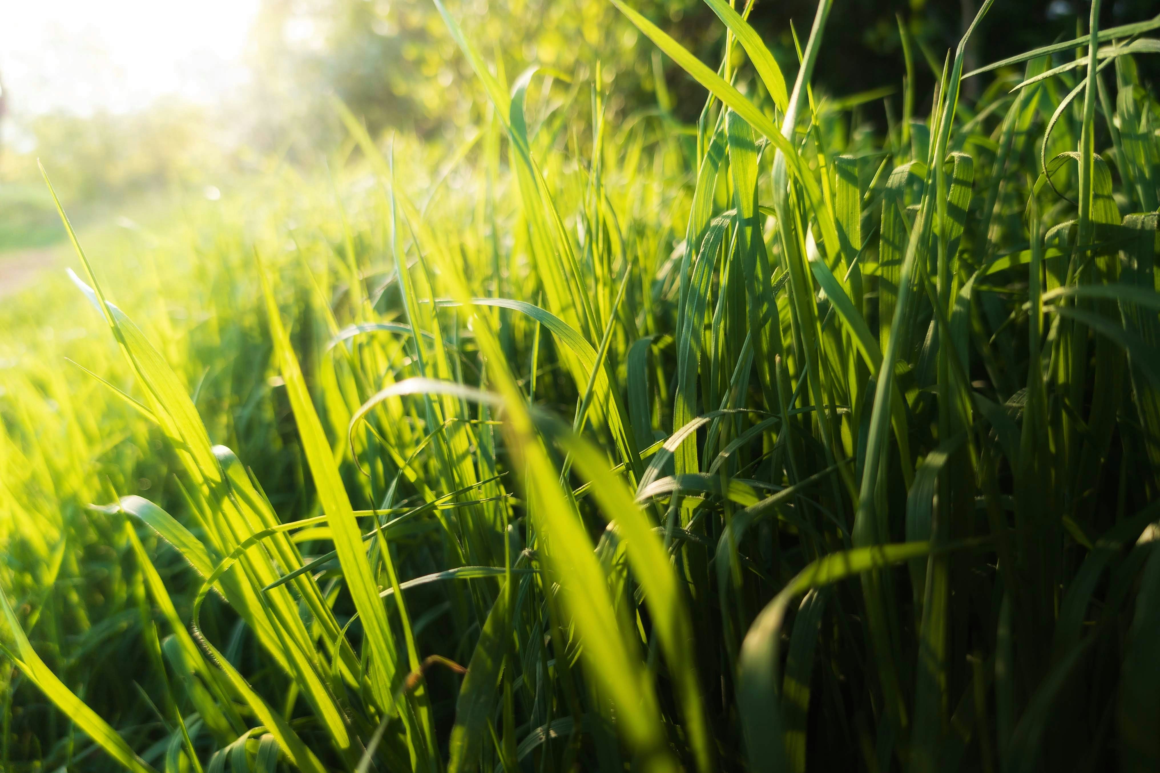 soft focus morning light, wallpaper, Mata Kering Saat Bangun Tidur: Penyebab & Cara Mengatasi 2