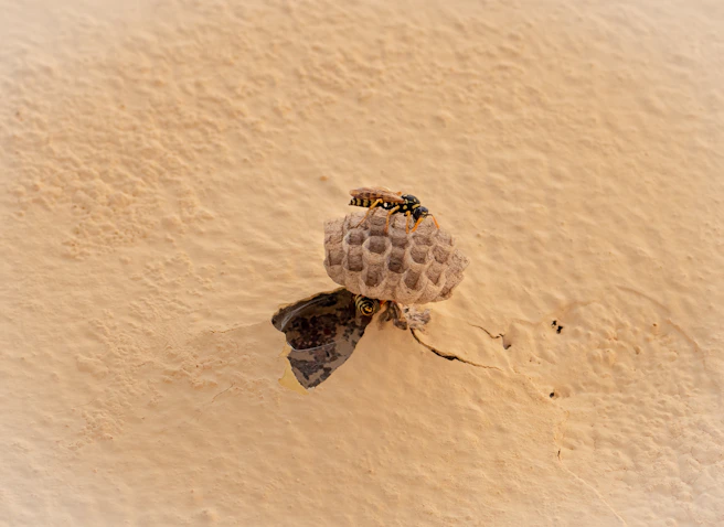 A wasp sits atop its nest on a wall.