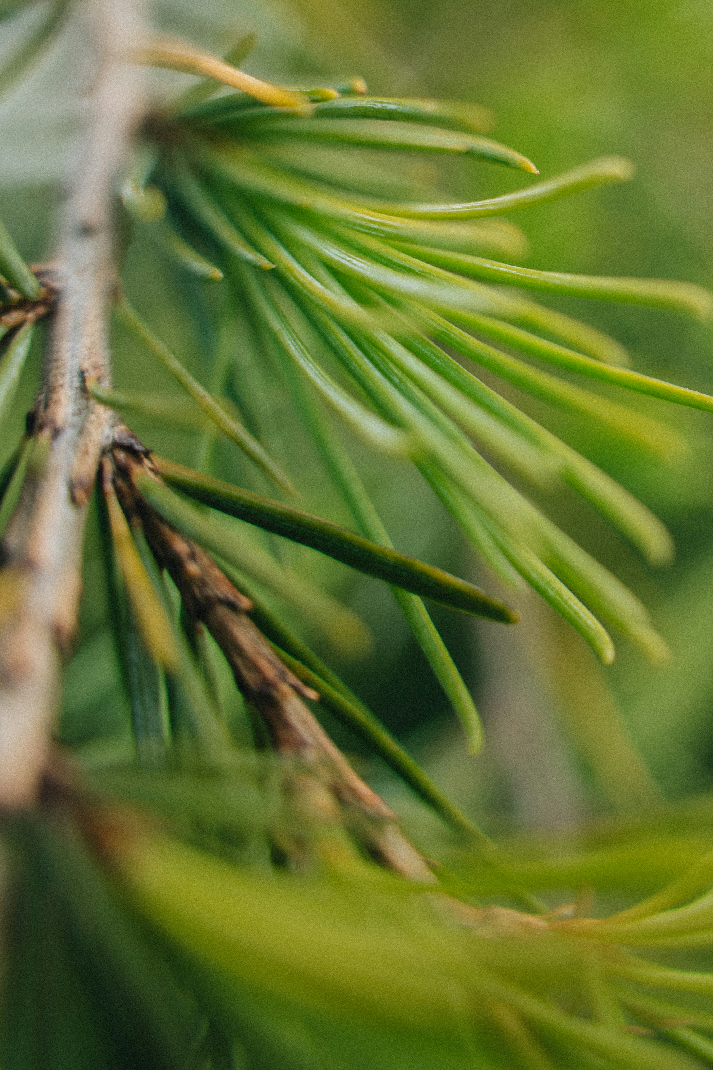 Close-up of a green conifer branch.