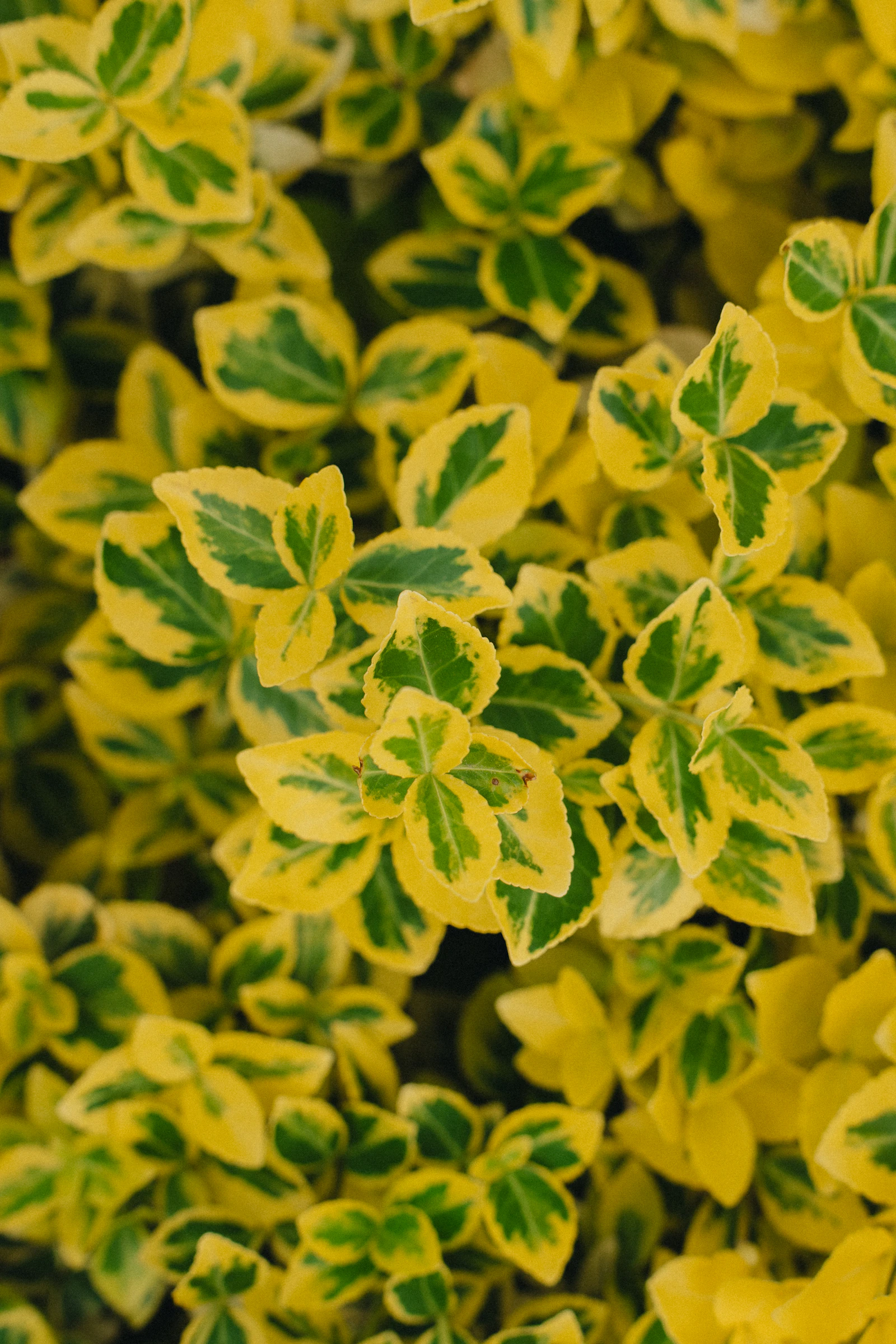 Trzmielina o żółto obrzeżonych liściach z różowym nalotem po przymrozku