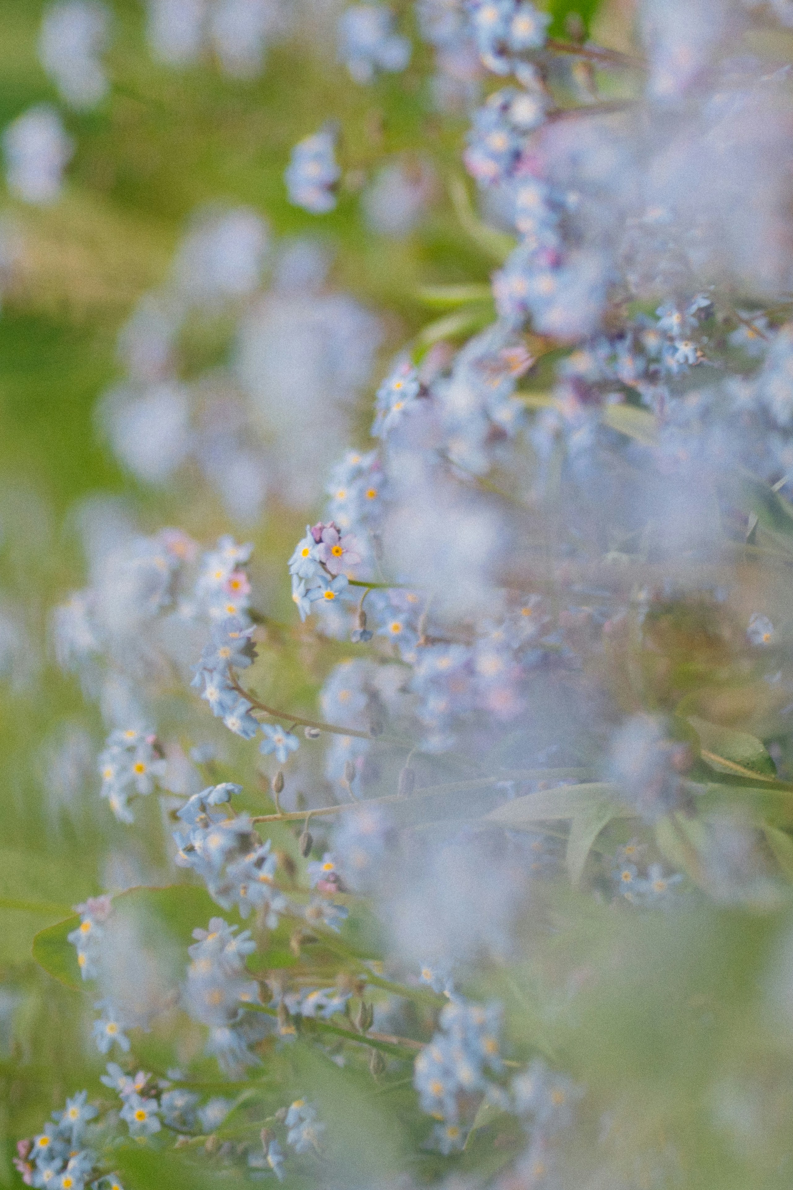 Delicate forget-me-nots bloom among green leaves.