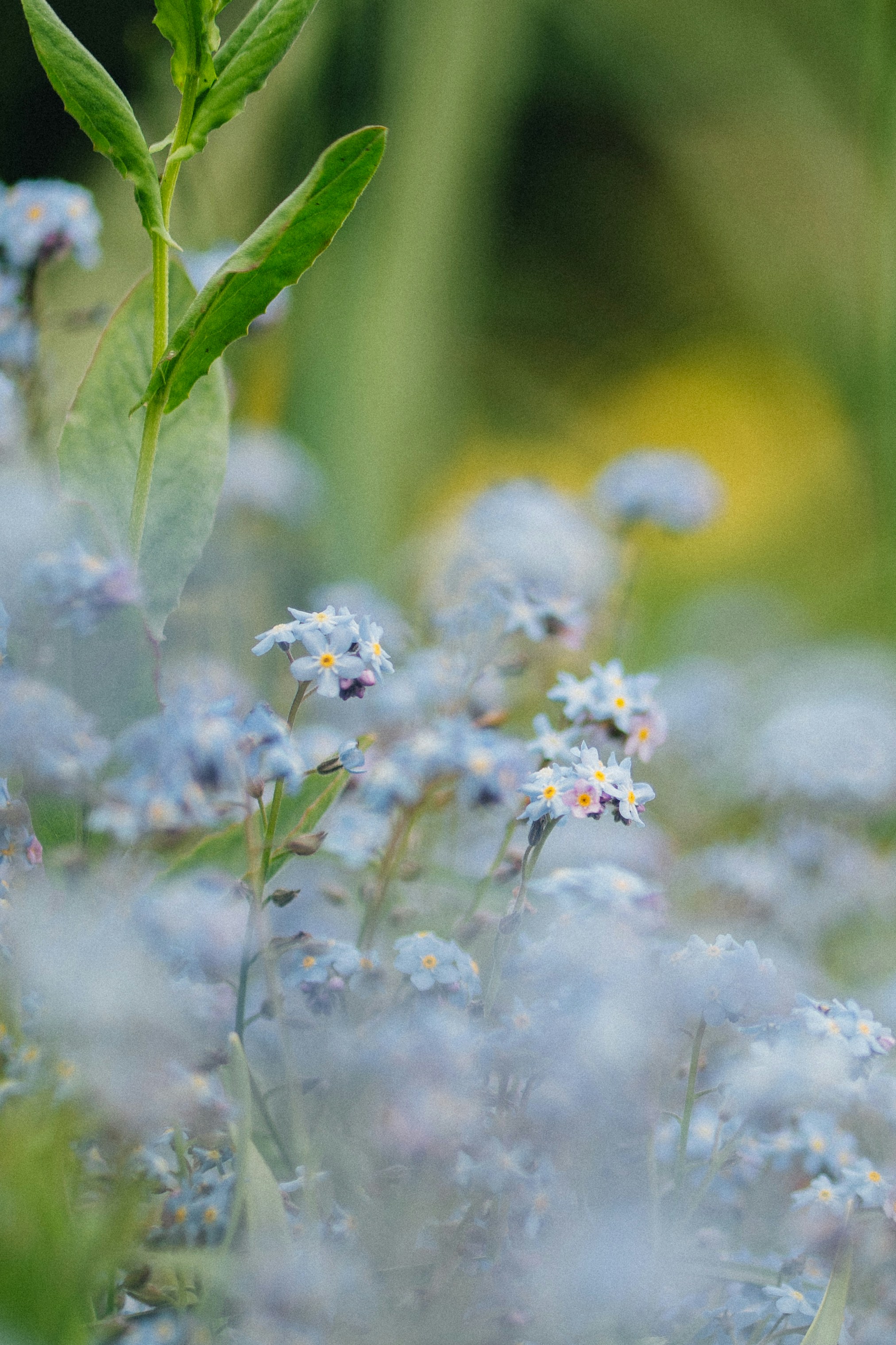 Soft focus shows delicate blue wildflowers.