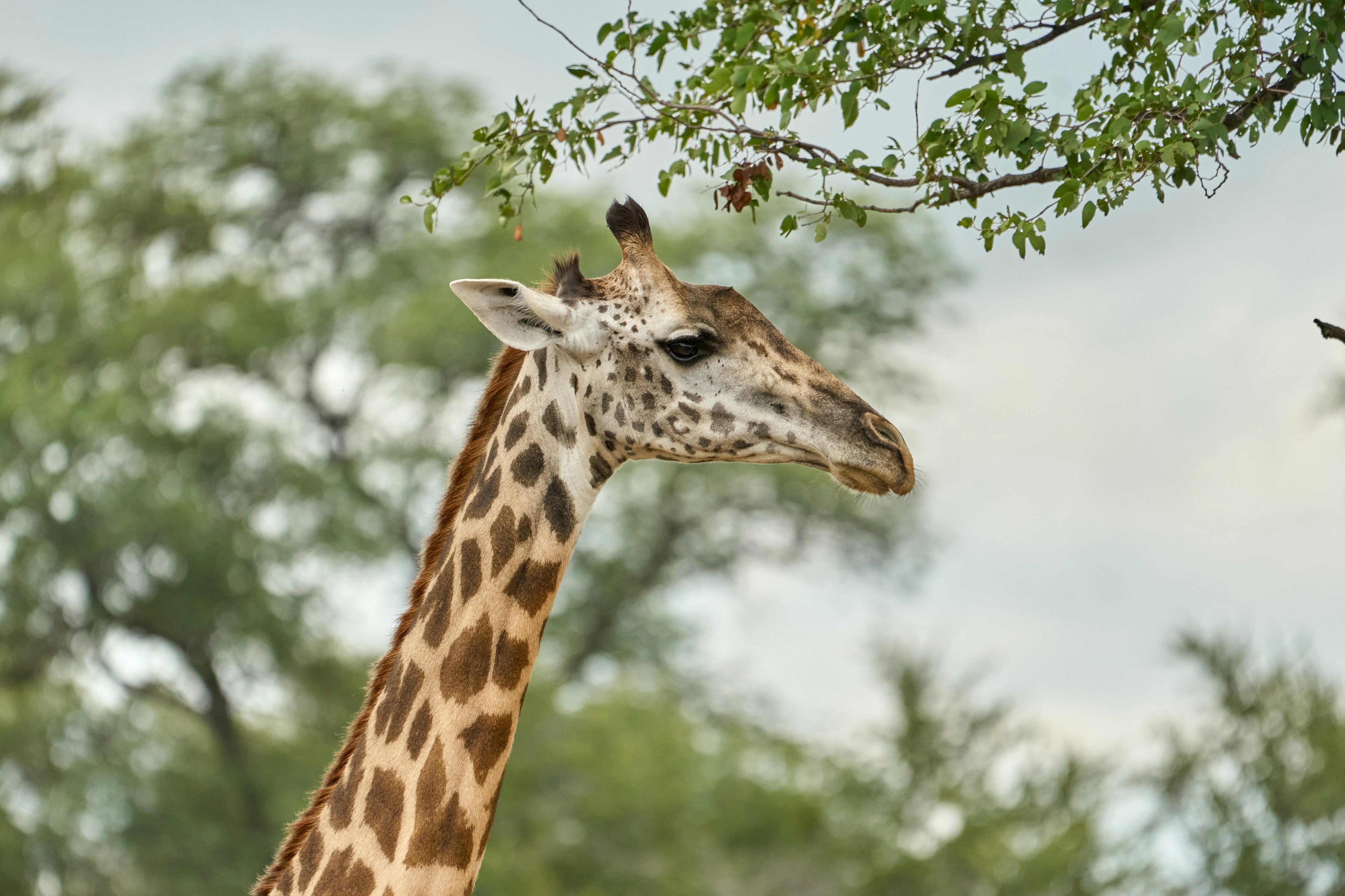 A giraffe looks peacefully near the green trees.