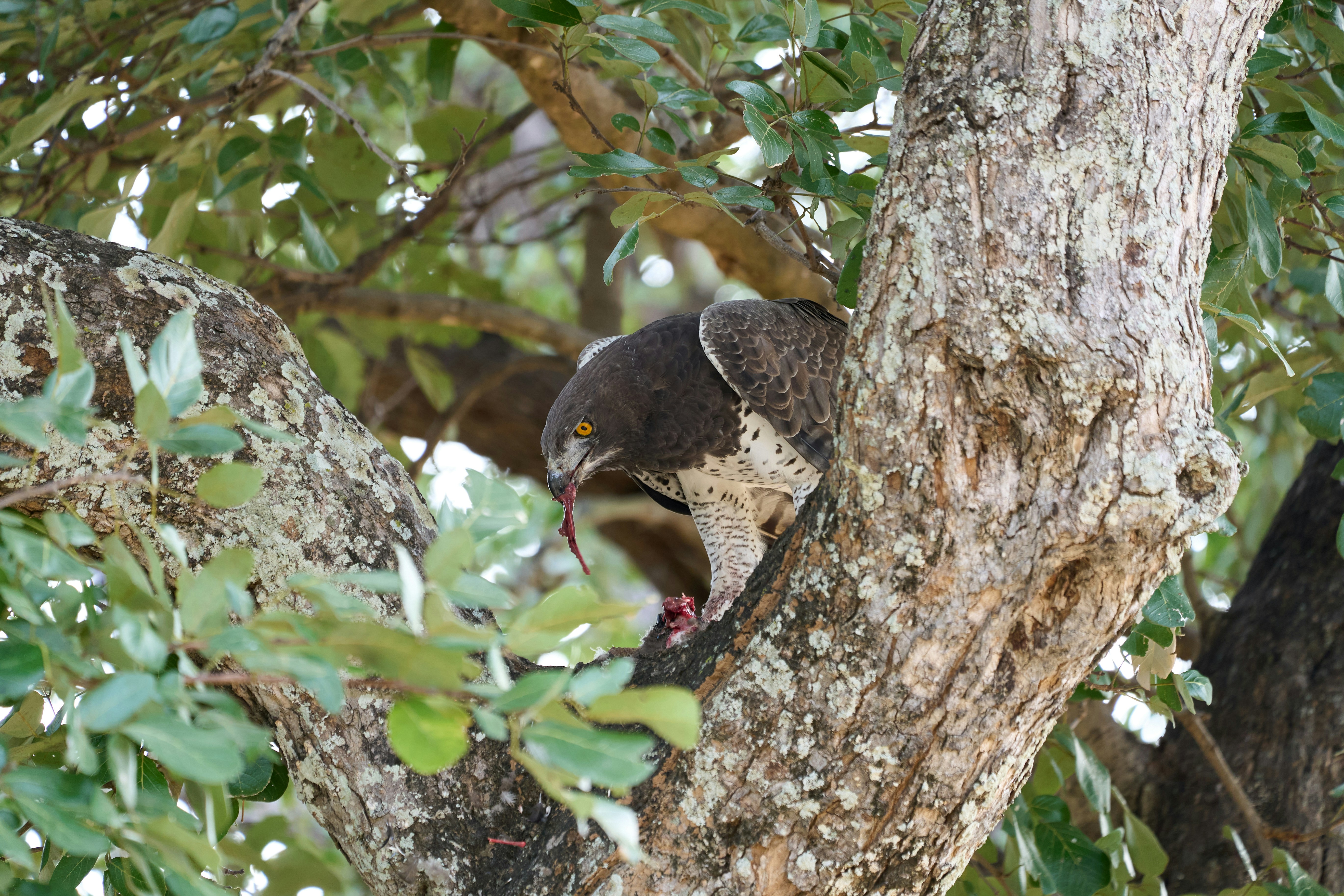 A hawk sits on a tree branch and eats.