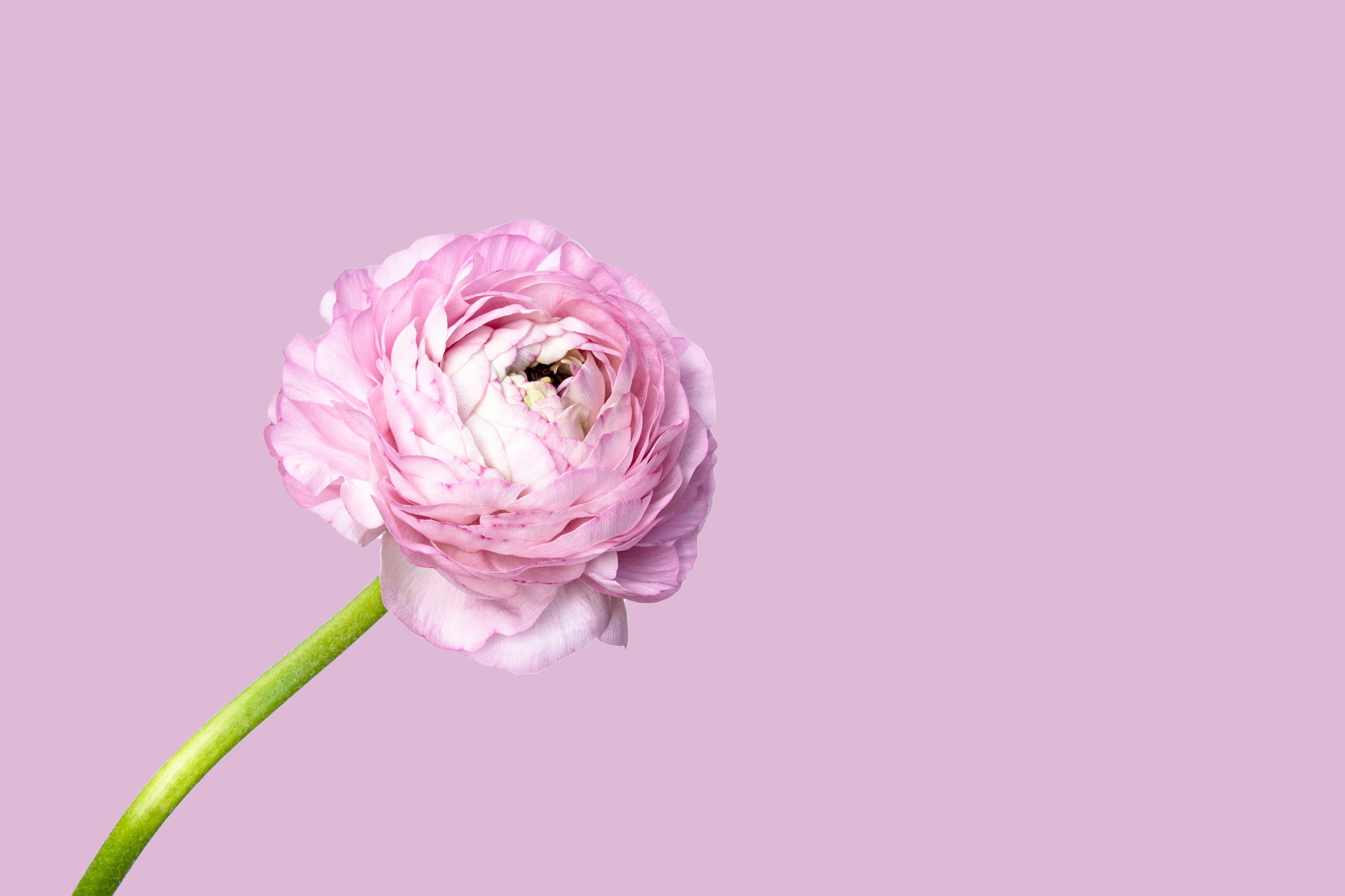 floral wallpaper pastel, wallpaper, 7 Cara Mencegah Menopause Dini yang Perlu Diketahui 3