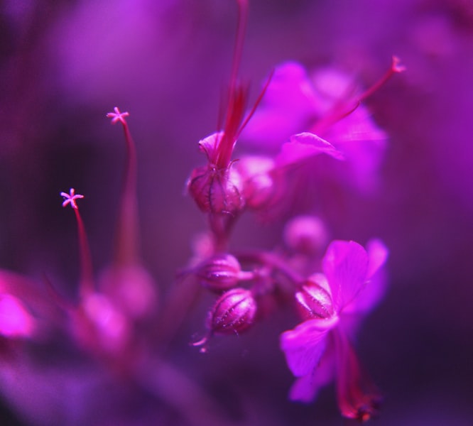 Trädgårdsgeranium
