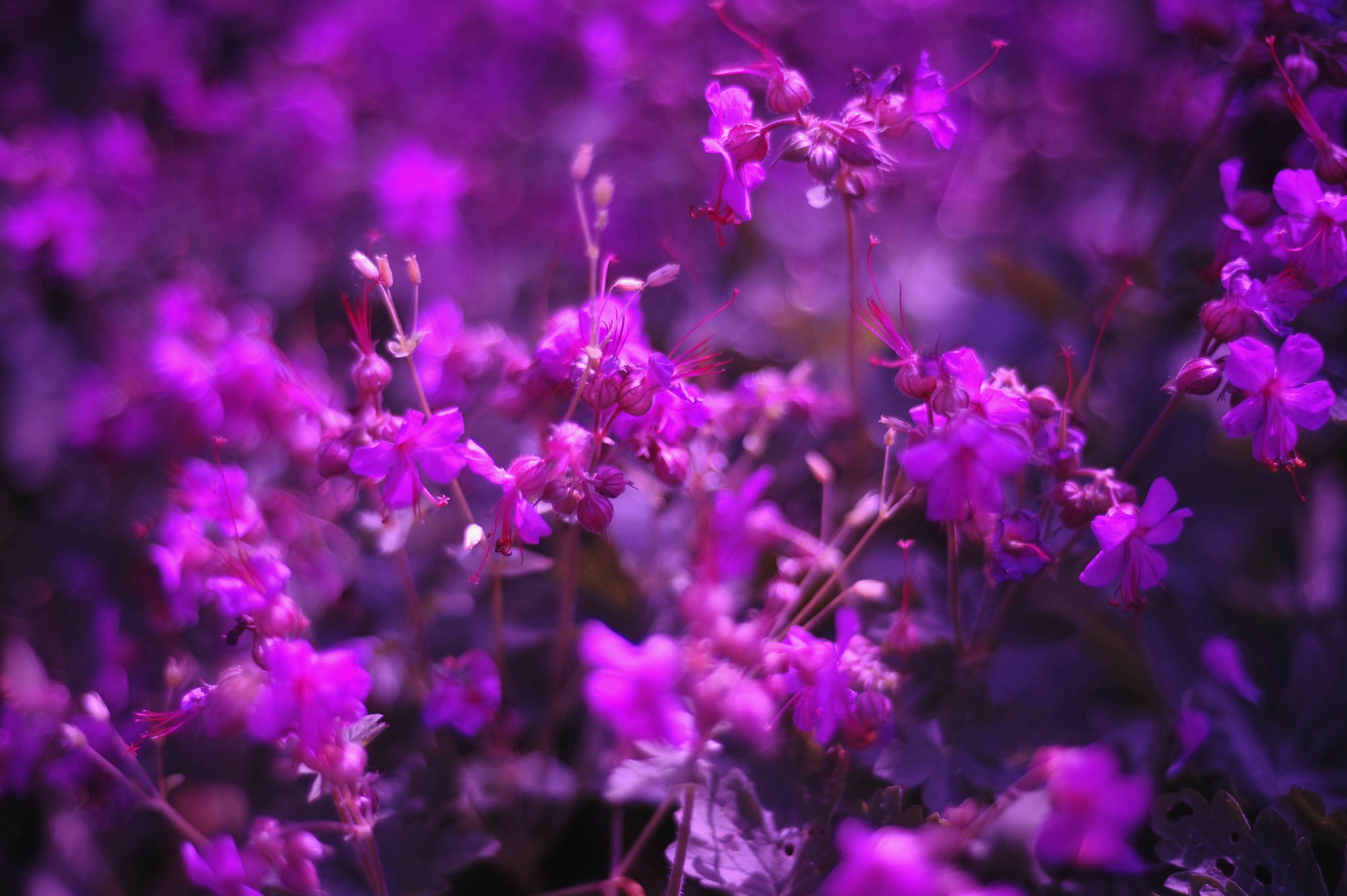 紫色の花が綺麗に咲いています。の写真 – Unsplashの壁紙の無料画像