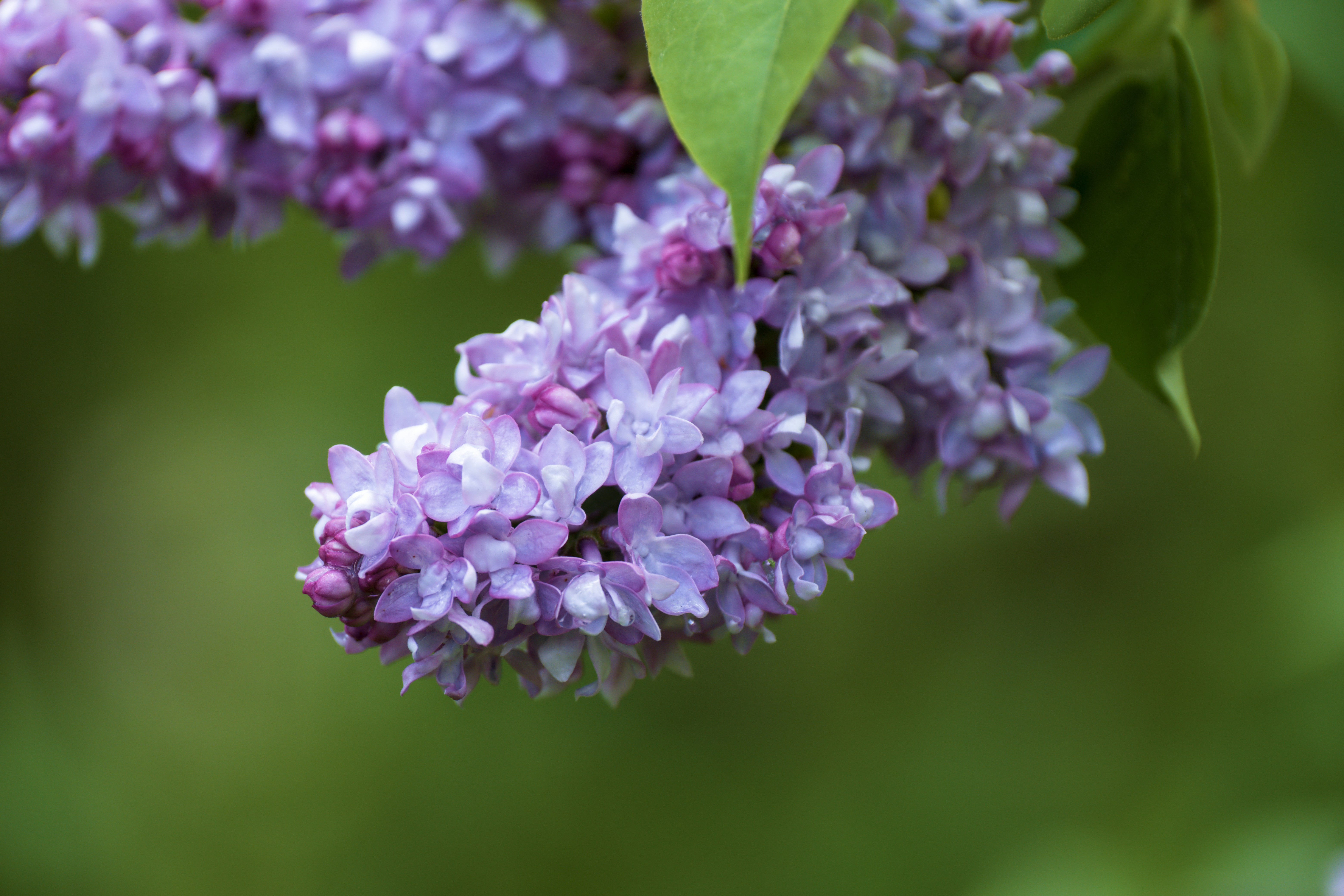 Photo by totadehelle