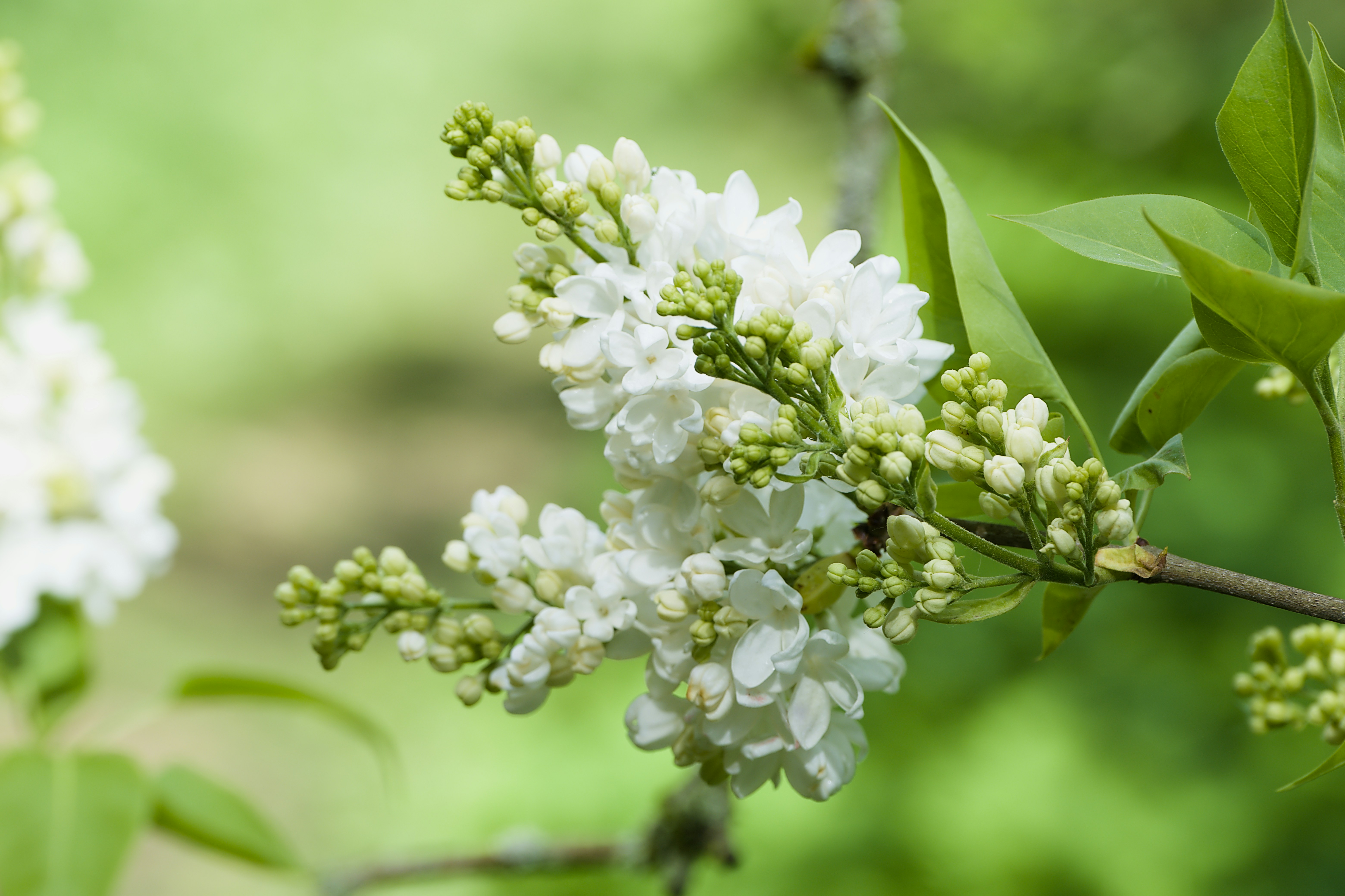 Photo by totadehelle