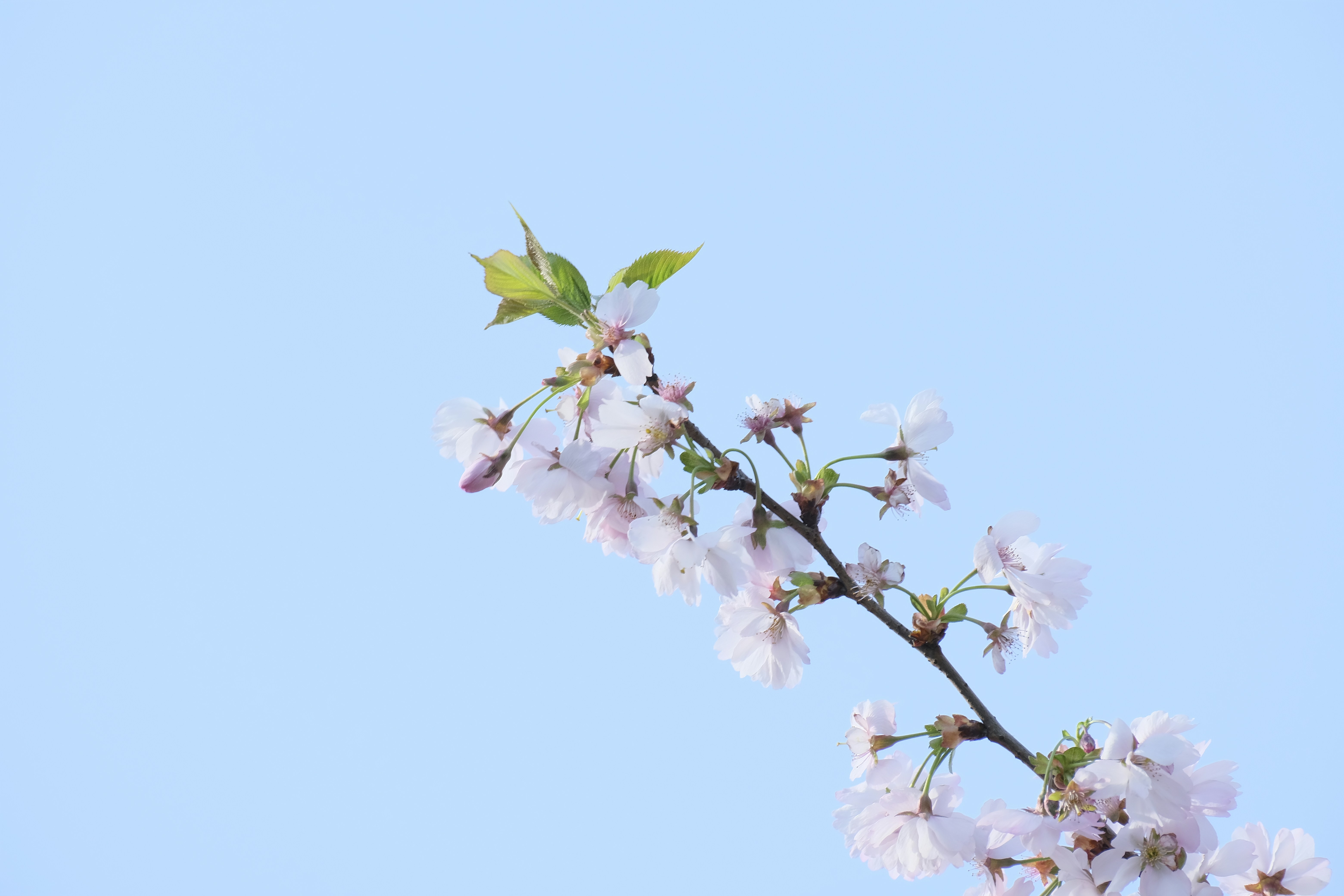 Photo by totadehelle