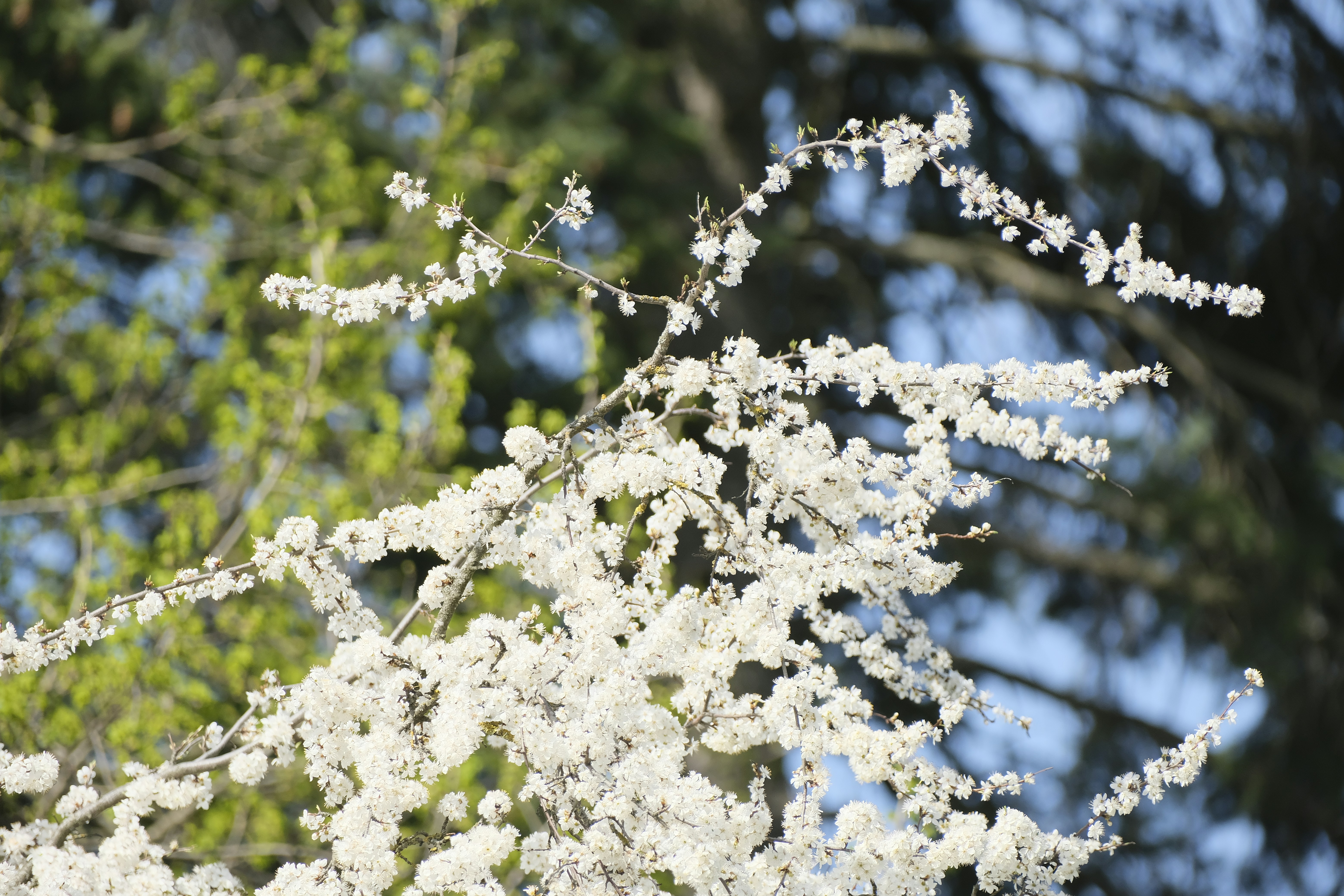 Photo by totadehelle