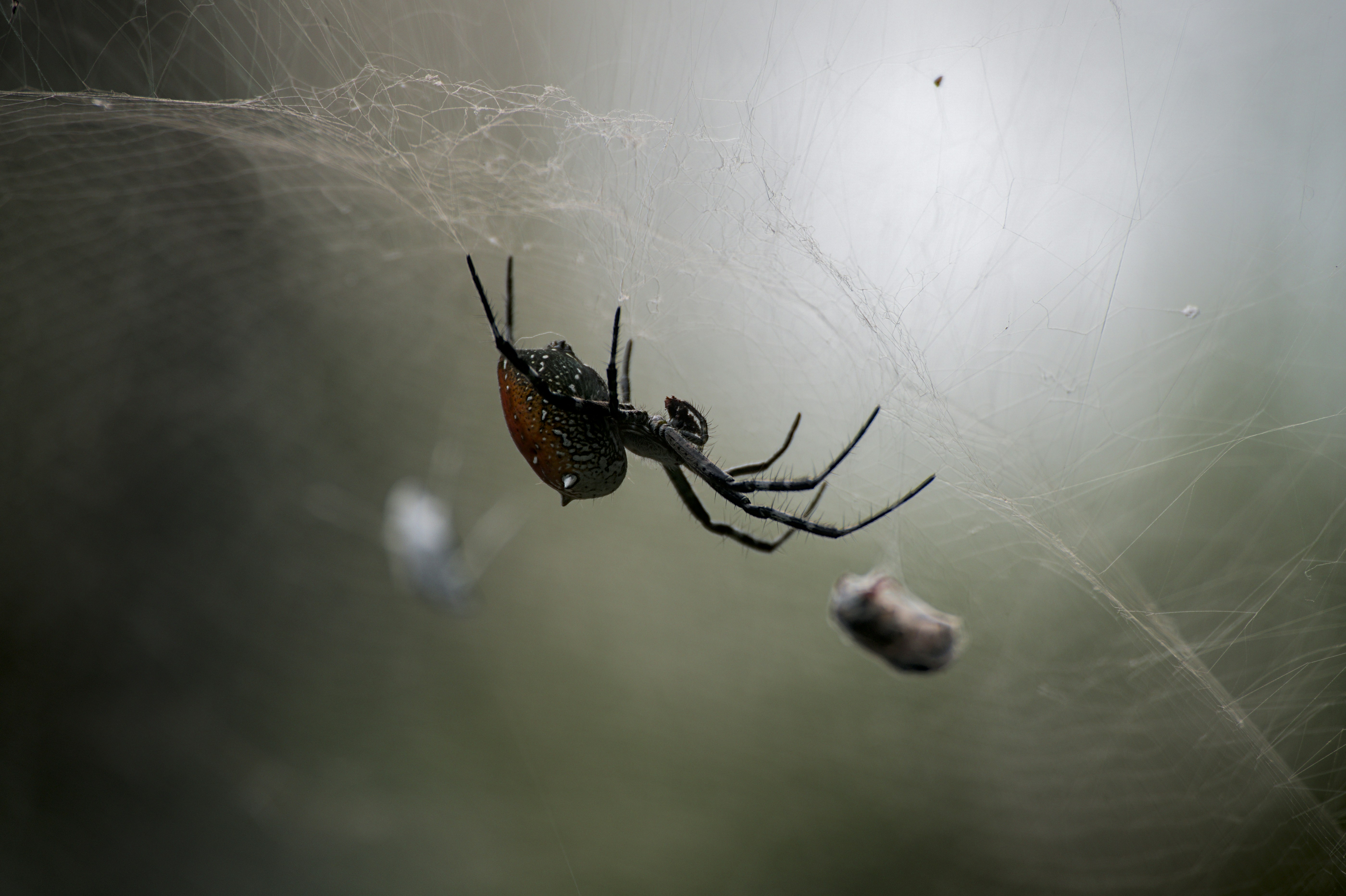 Fly Control Specialists (image credits: unsplash)