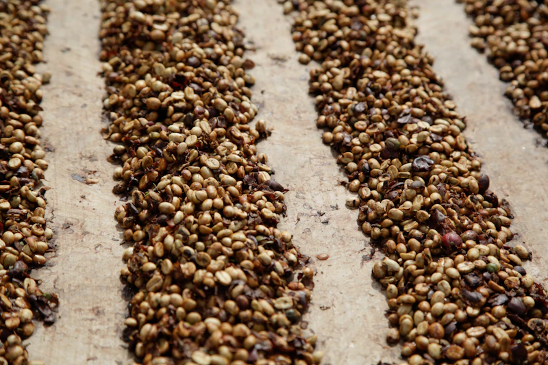 Coffee beans drying in neat rows, a key stage of coffee fermentation