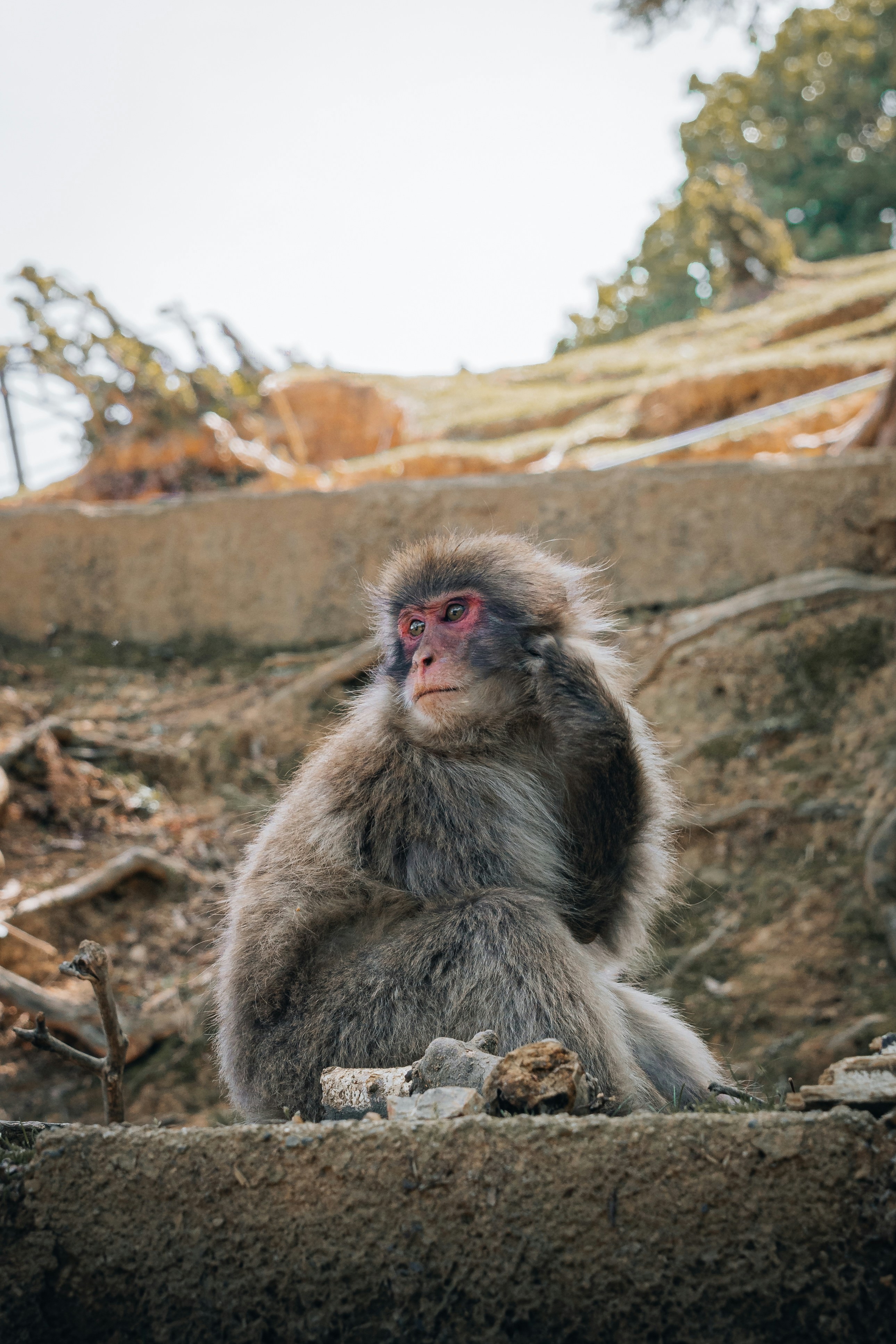 A japanese macaque sits and scratches its head.