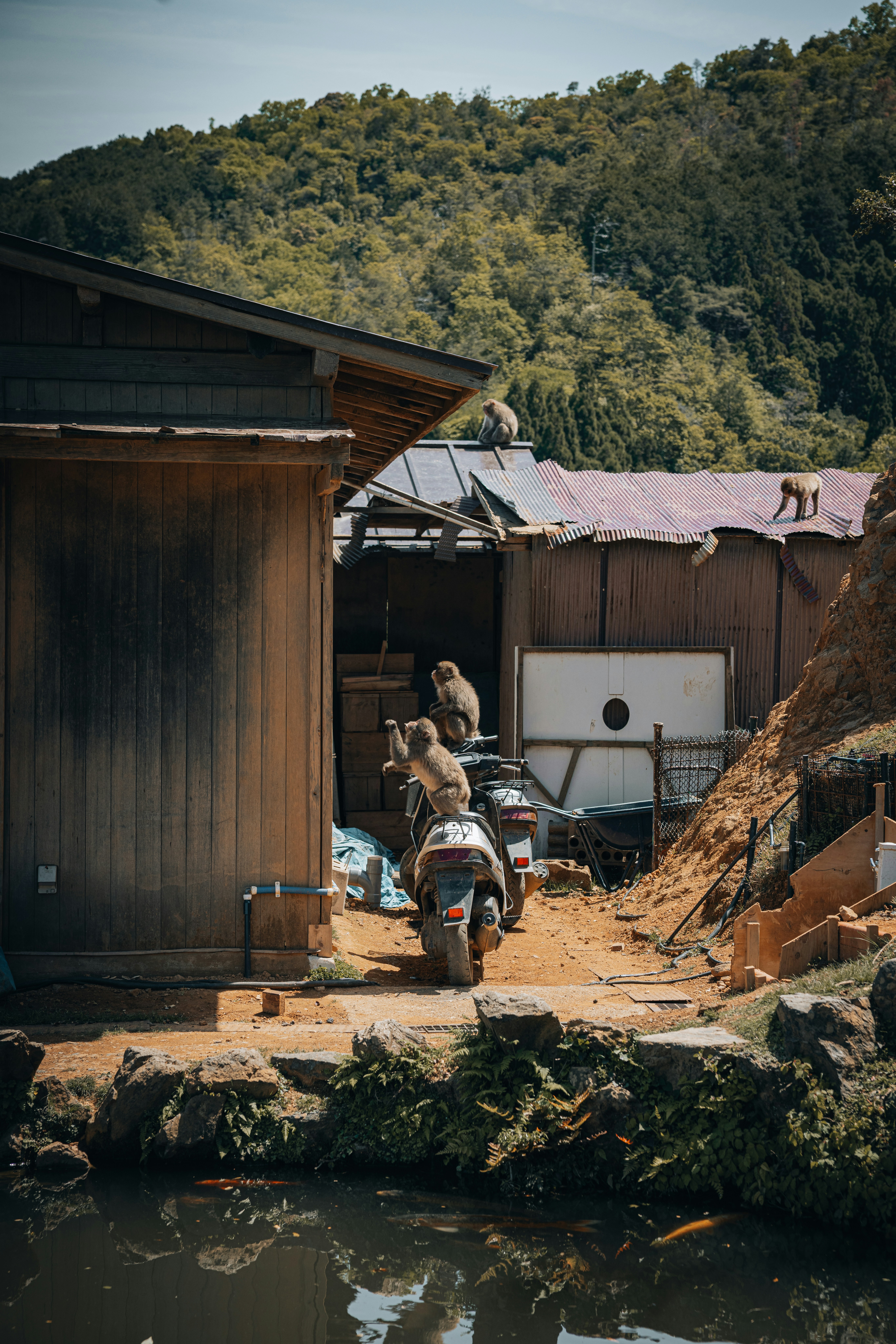 Monkeys pose on a scooter near a house.