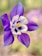 Beautiful purple and white columbine flower.