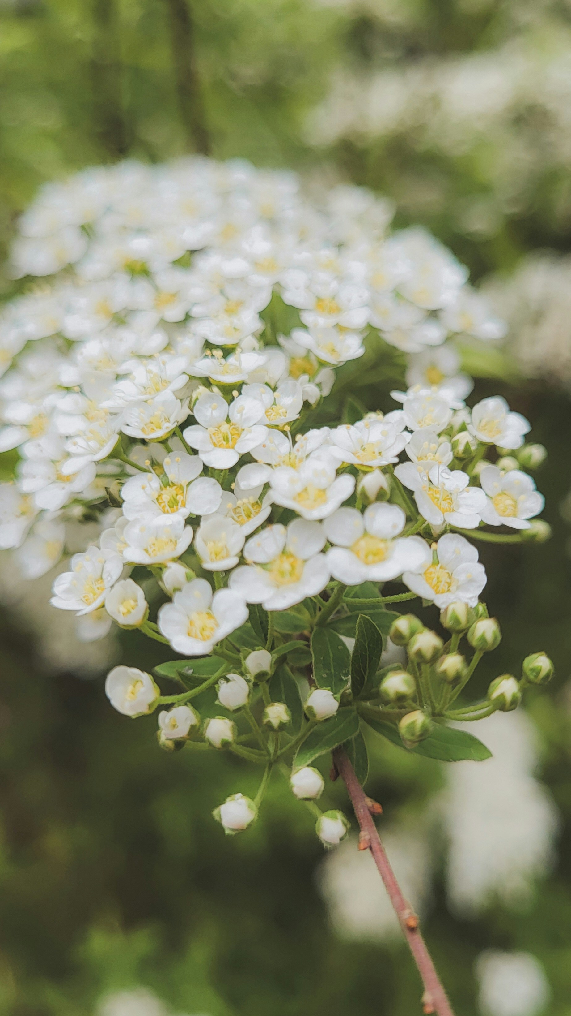 White flowers bloom from a delicate stem.