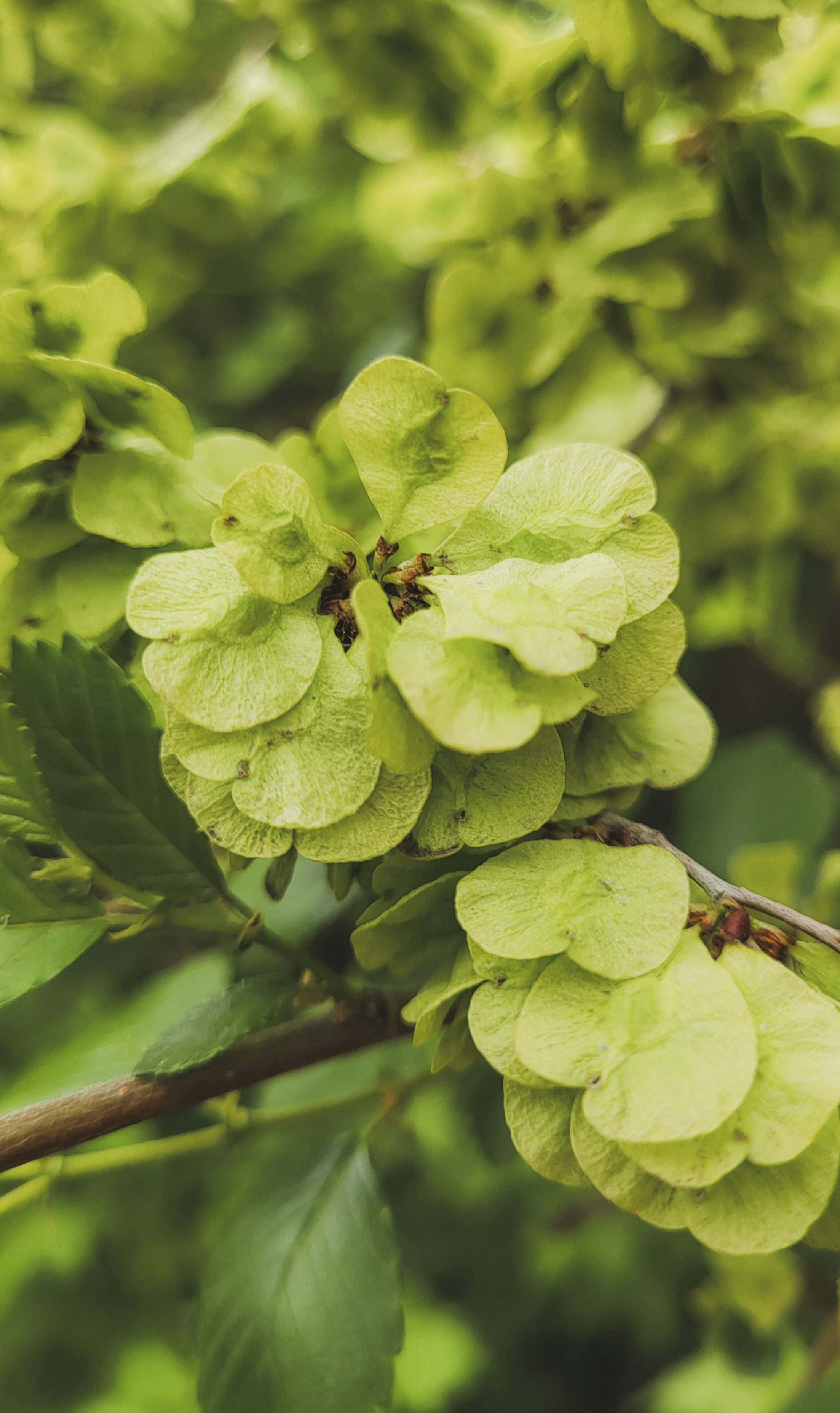 Green, delicate elm tree flowers in close-up.